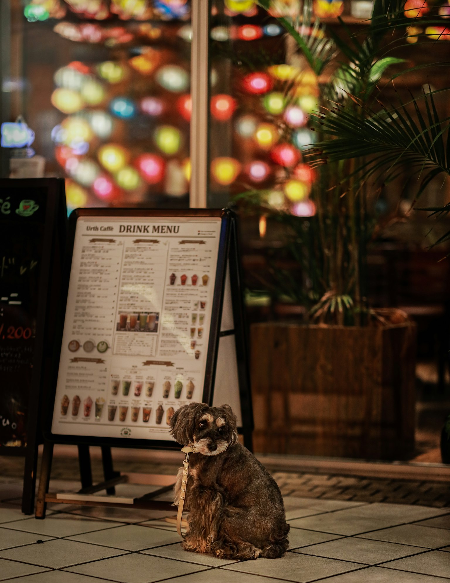 Perro sentado frente a un menú de café con luces coloridas de fondo