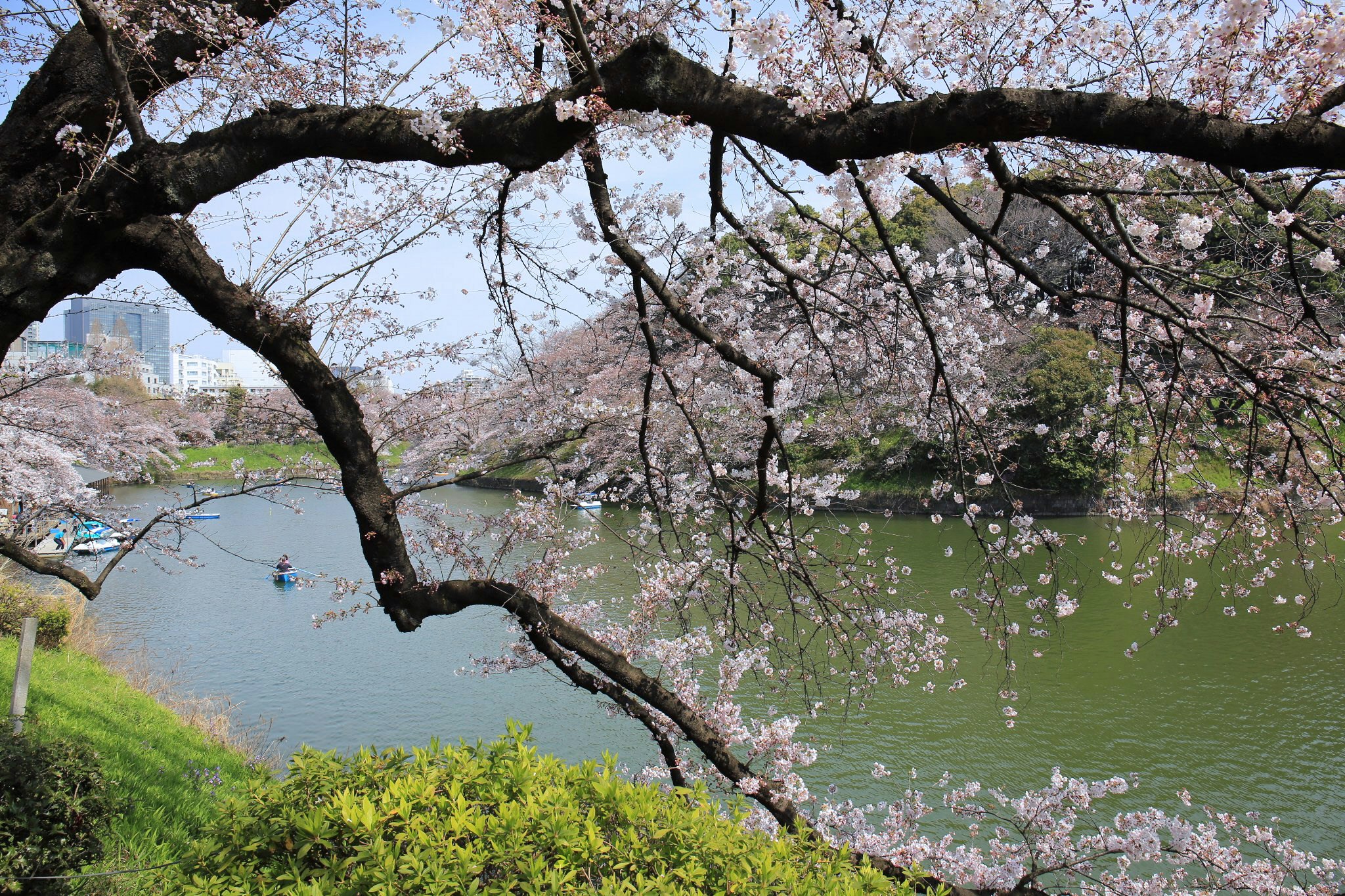 川沿いに咲く桜並木と花筏のある公園の風景