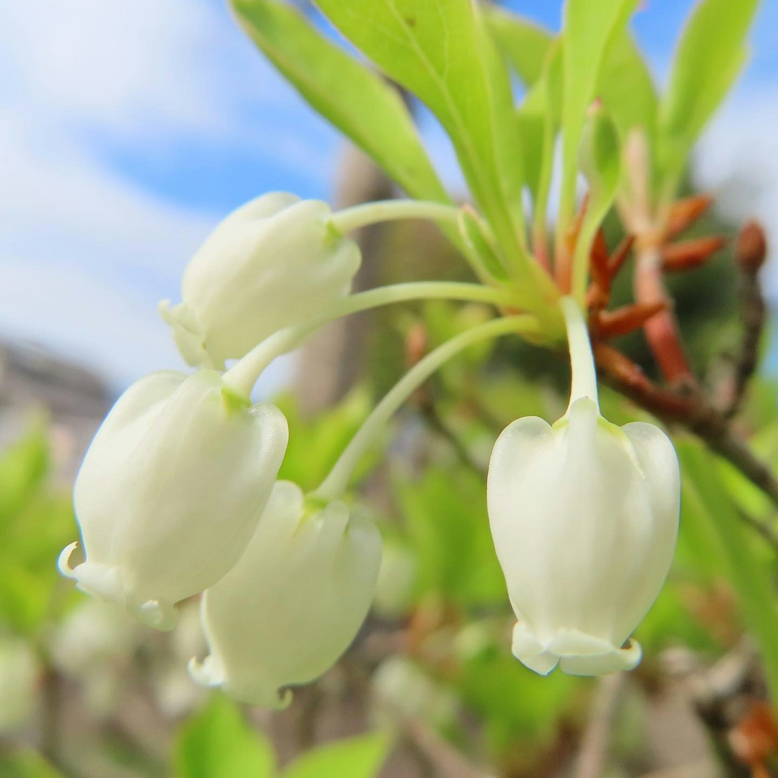 Close-up tanaman berbunga putih dengan bentuk tunas yang khas