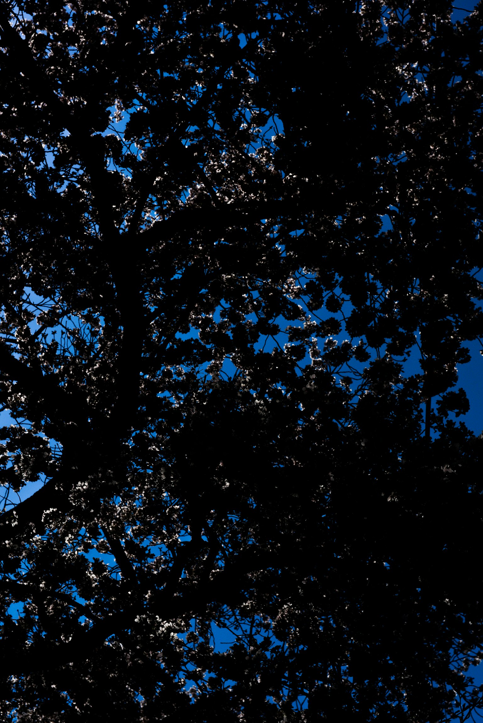 Silhouette d'arbres contre un ciel bleu