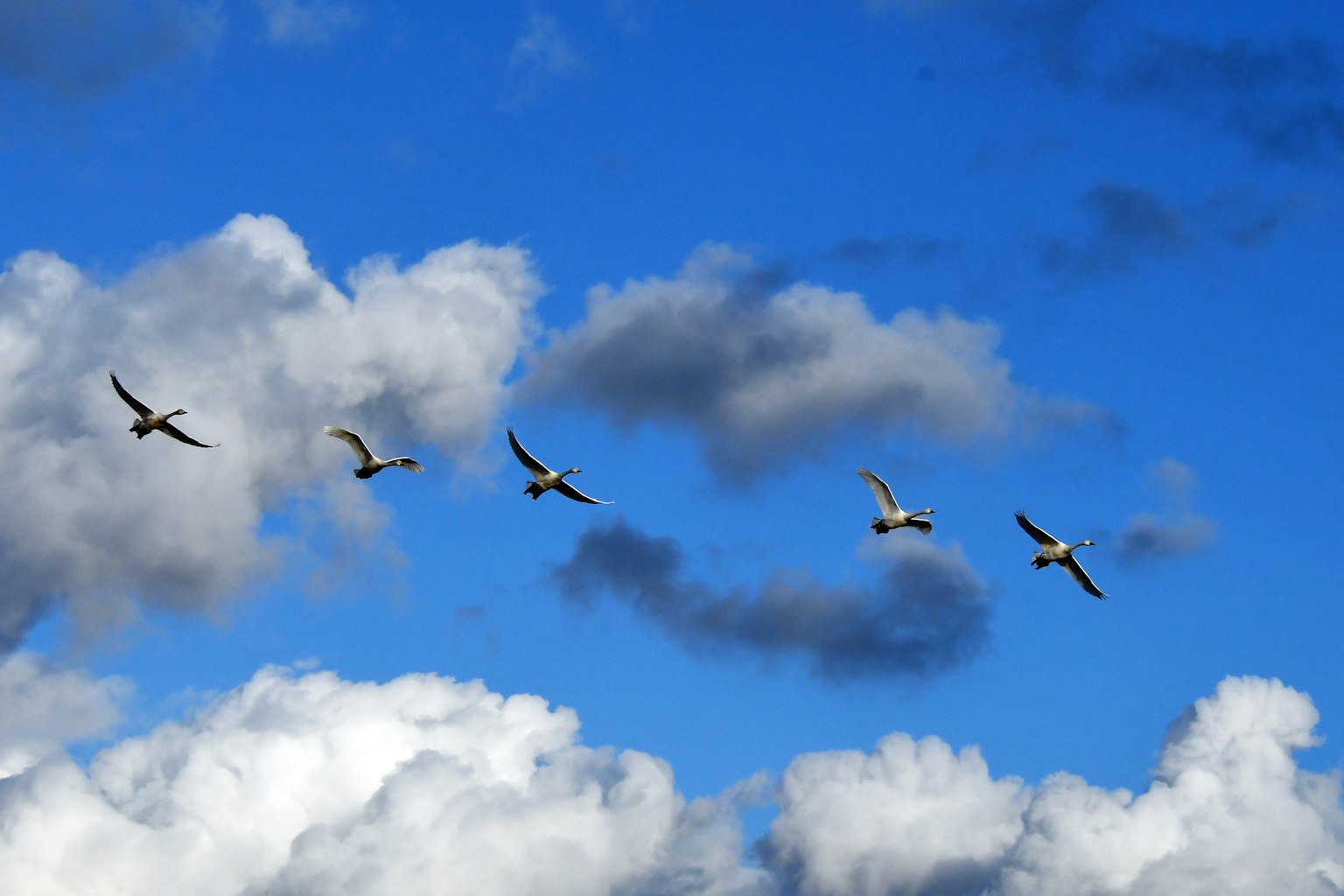 Un grupo de cisnes volando en un cielo azul con nubes blancas