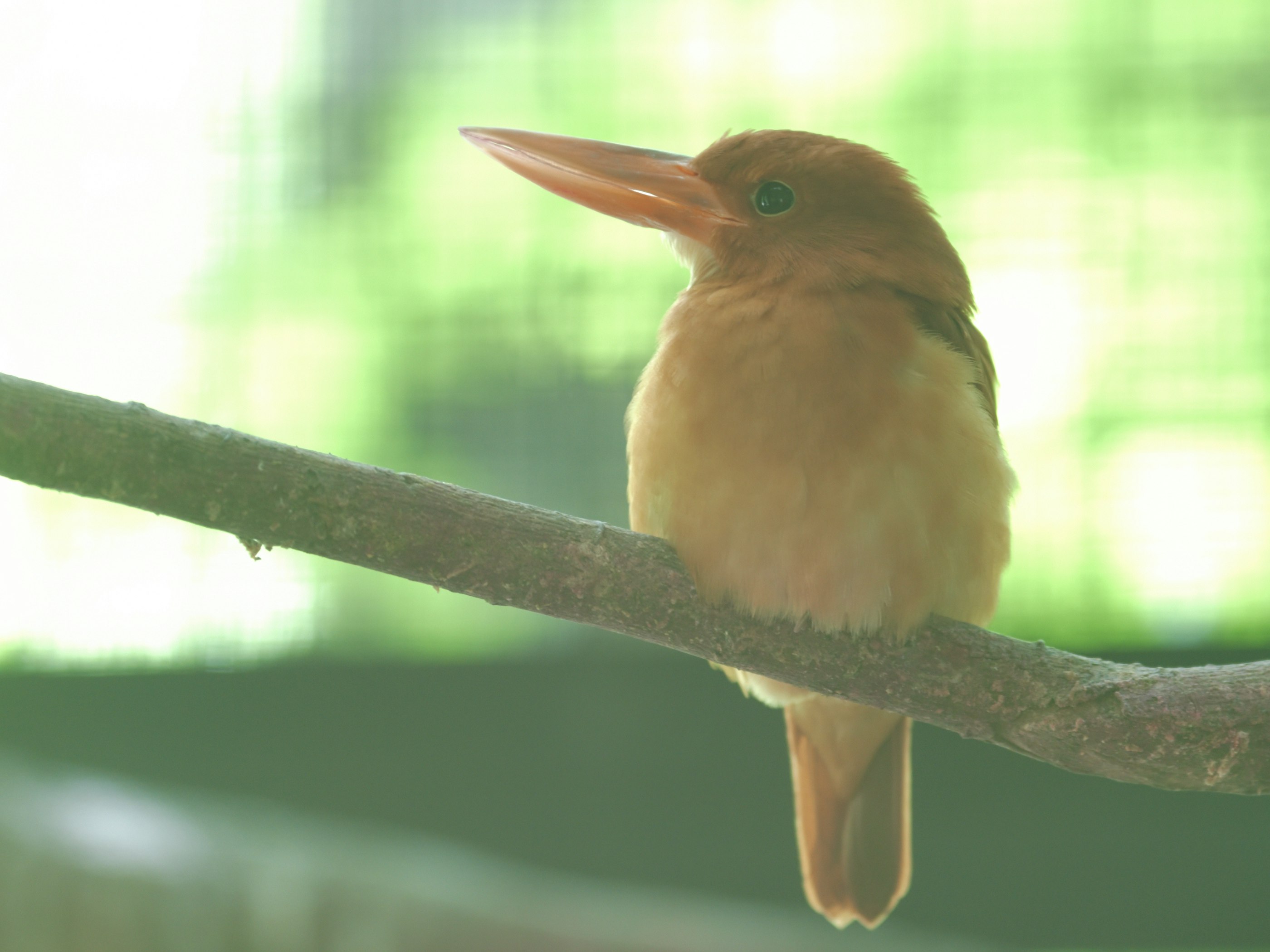 枝にとまる小鳥の横顔