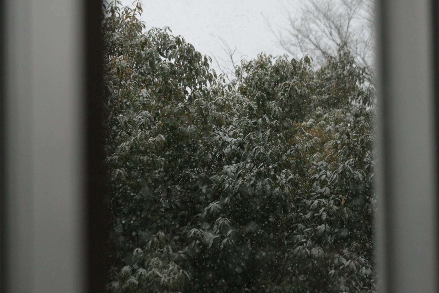 View of snow-covered trees through a window