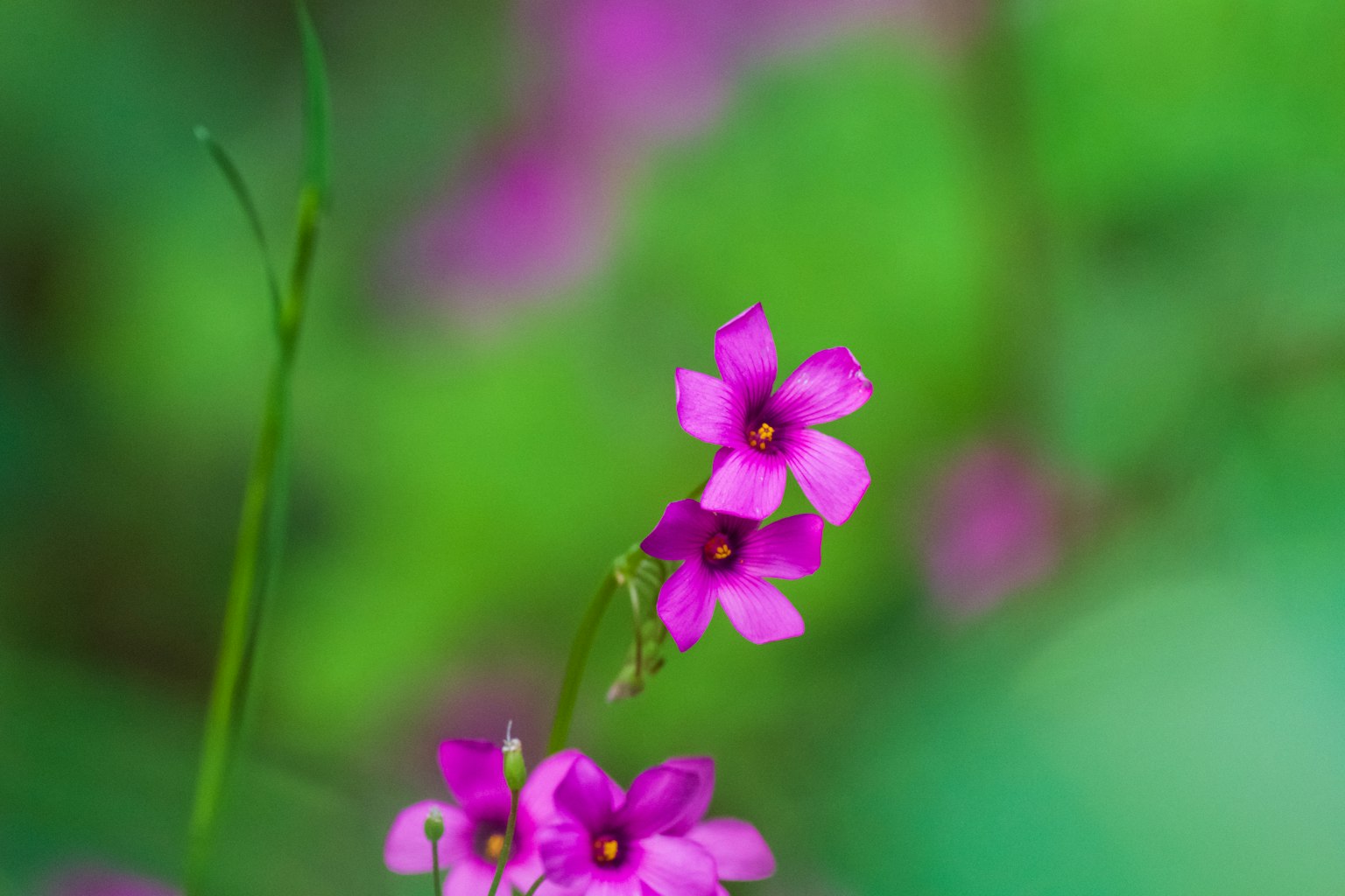 ดอกไม้สีม่วงสดใสบนพื้นหลังสีเขียว