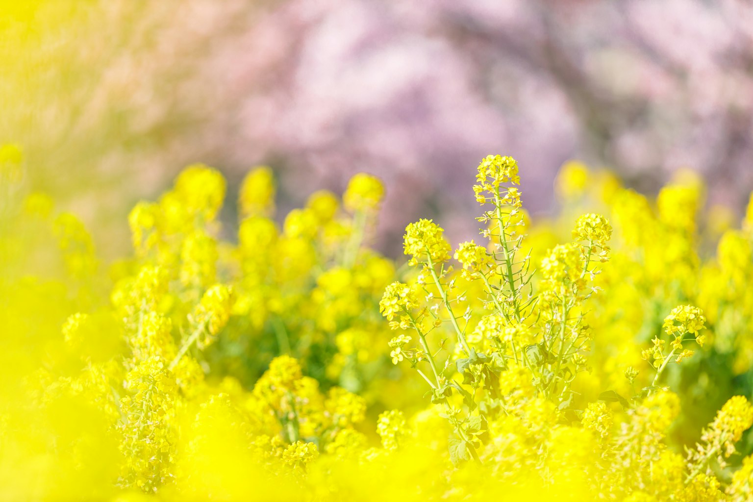 Field of bright yellow flowers with a blurred cherry blossom background