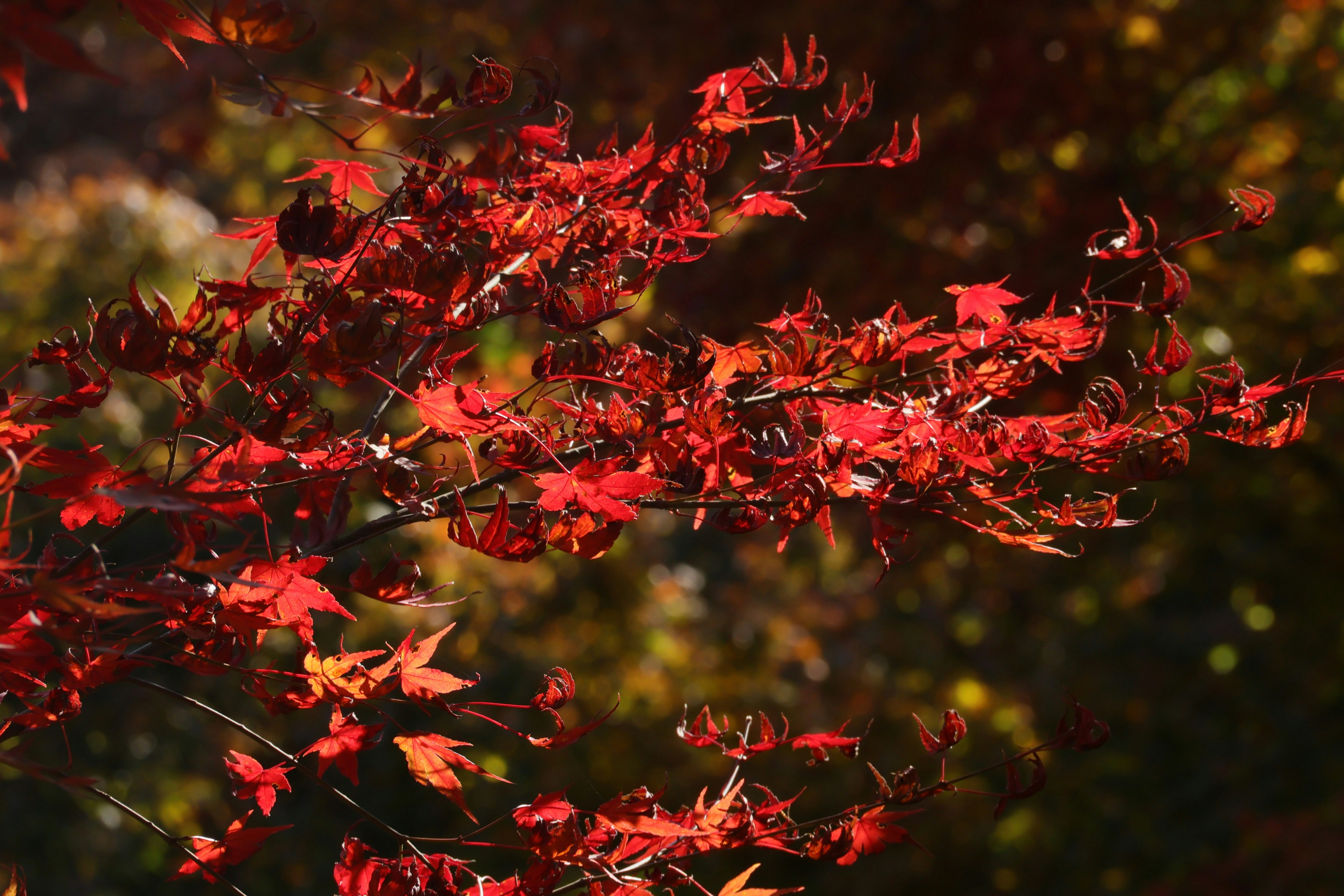 木漏れ日の紅葉が舞う環境芸術の森の木々