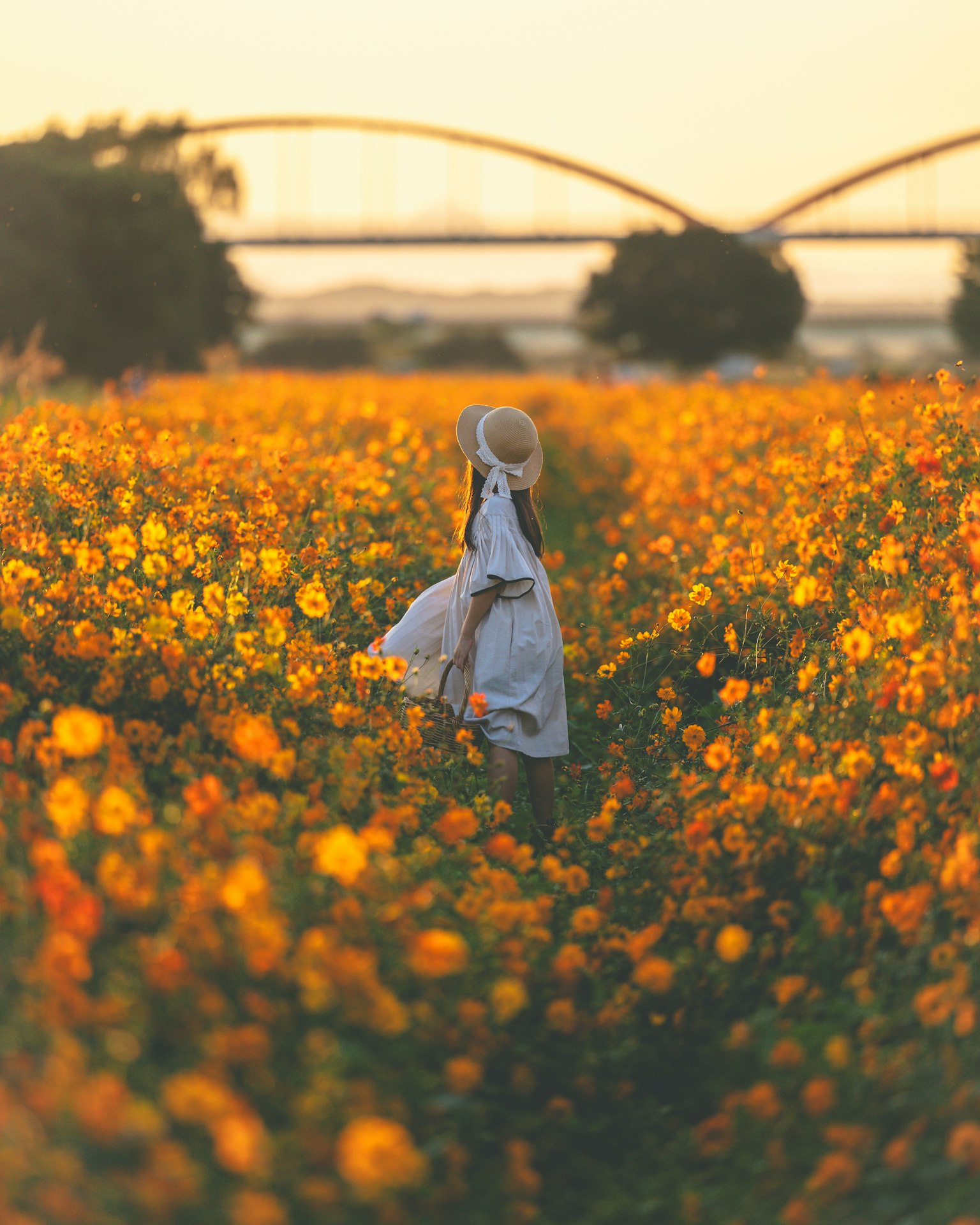 Une femme marchant à travers un champ de fleurs orange au coucher du soleil avec un pont en arrière-plan
