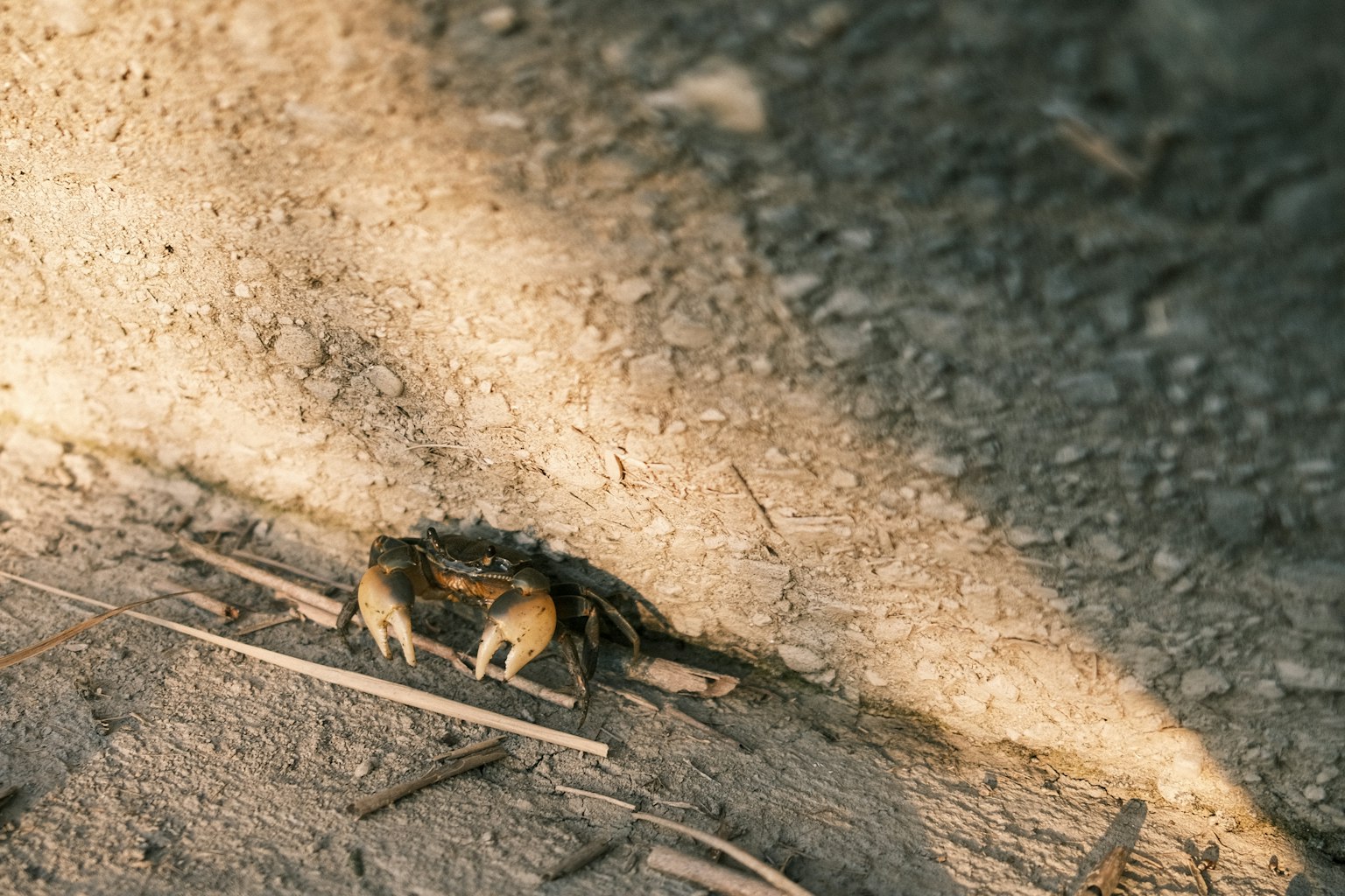 Eine kleine Krabbe auf dem Boden in einer sonnigen Szene