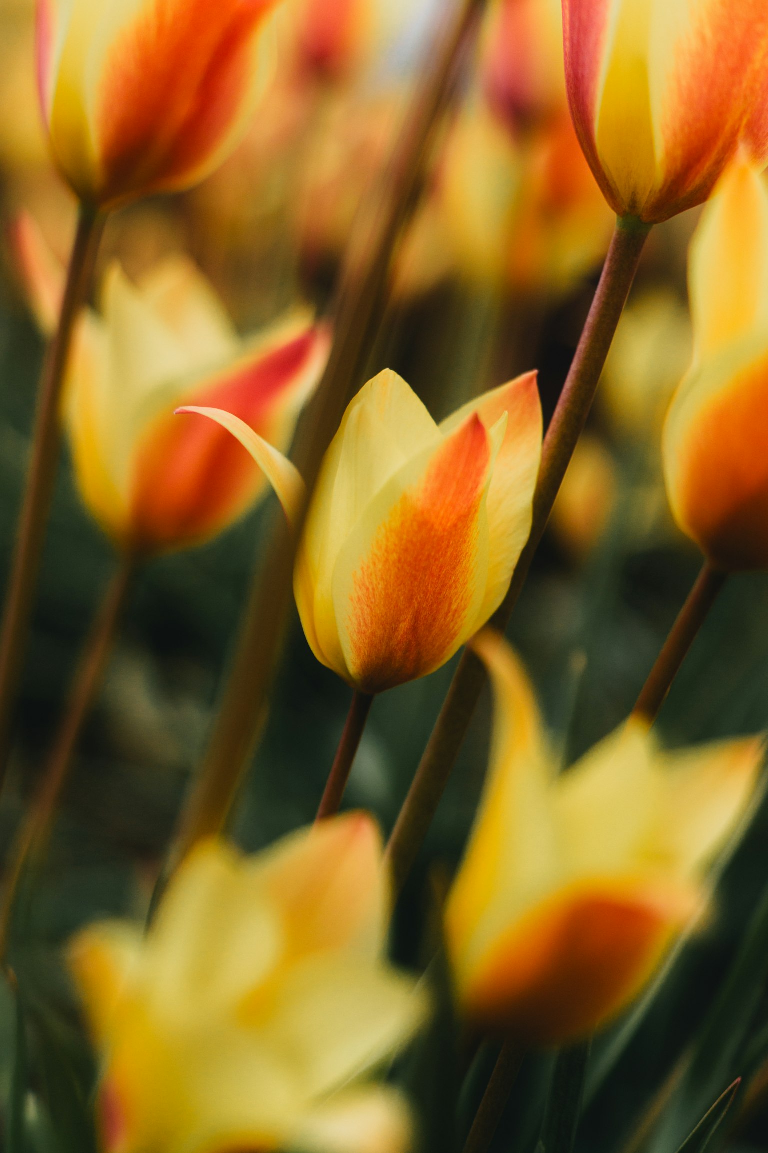 Ladang tulip oranye dan kuning yang sedang mekar