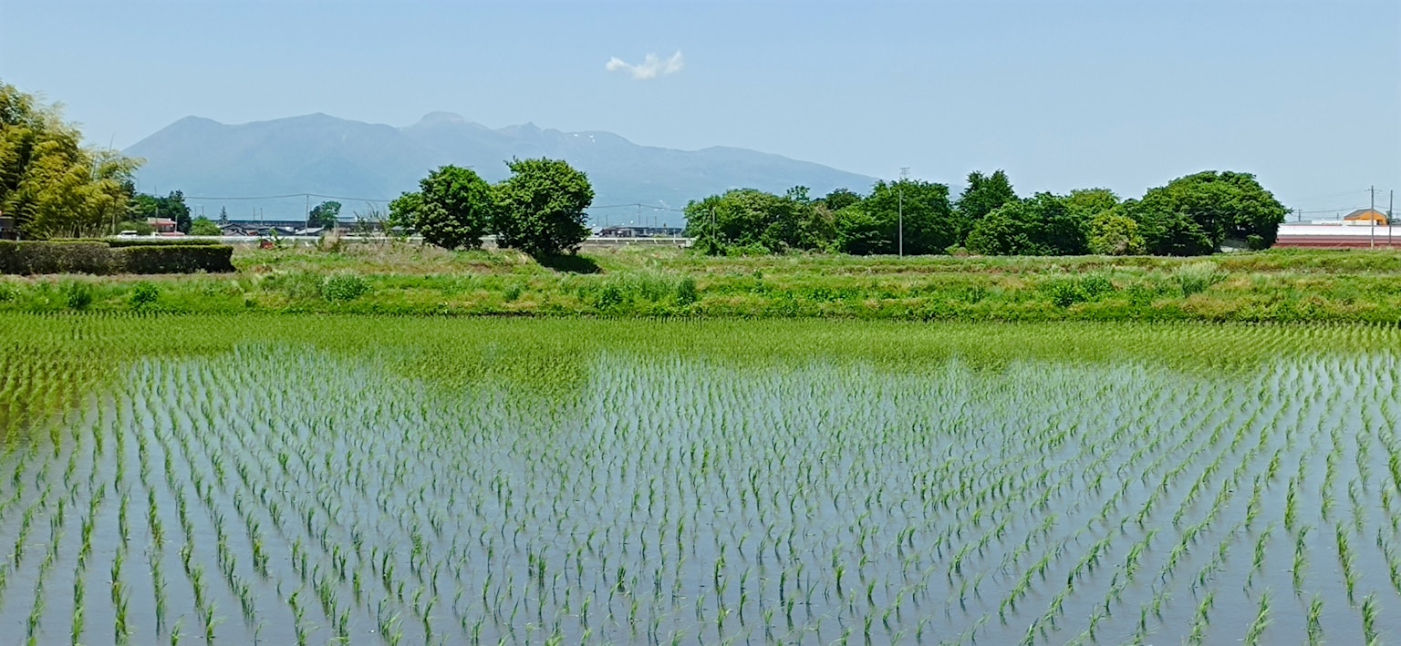 Lush green rice field with a clear blue sky and mountains in the background