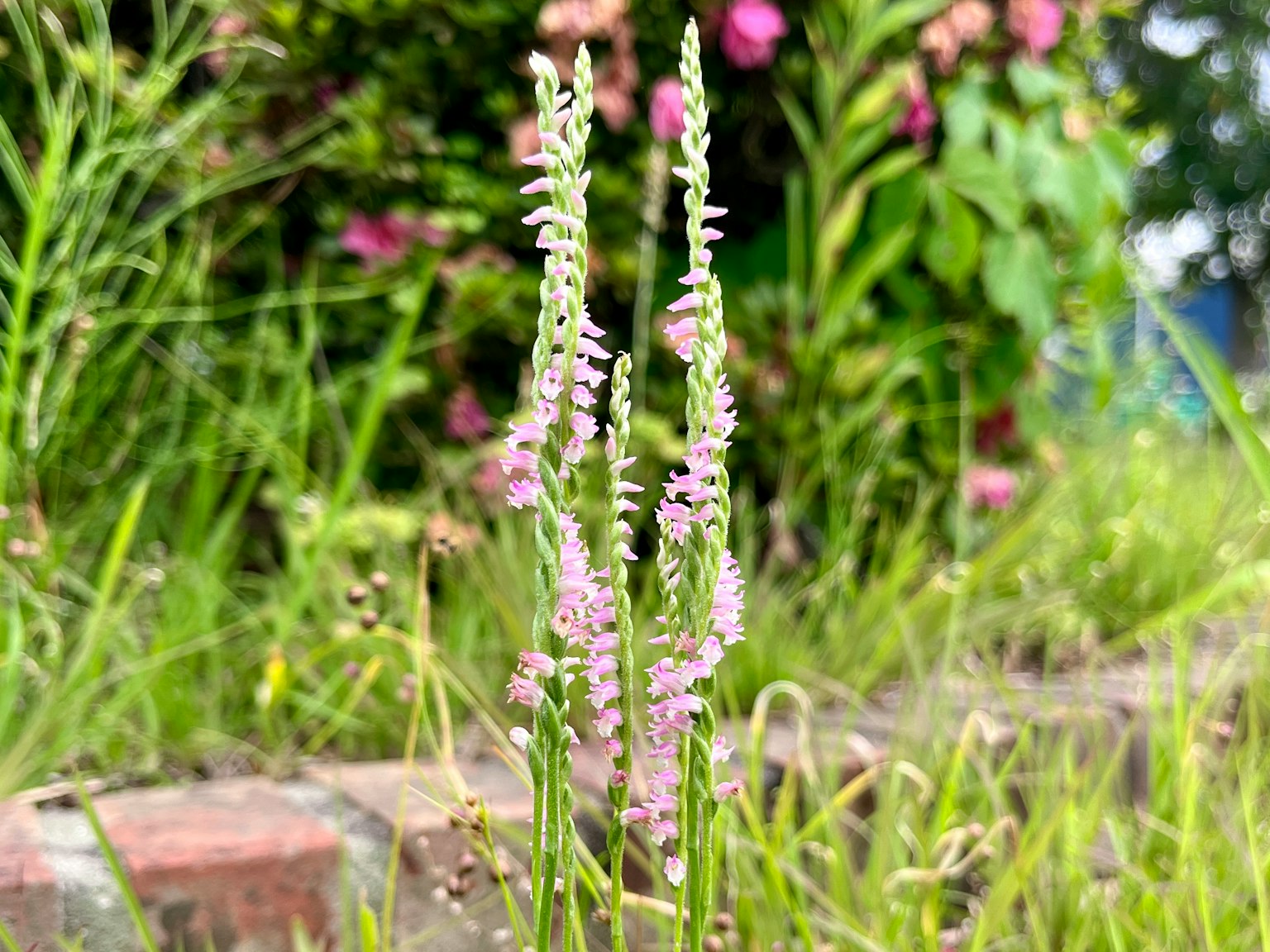 Gambar bunga pink kecil di area berumput