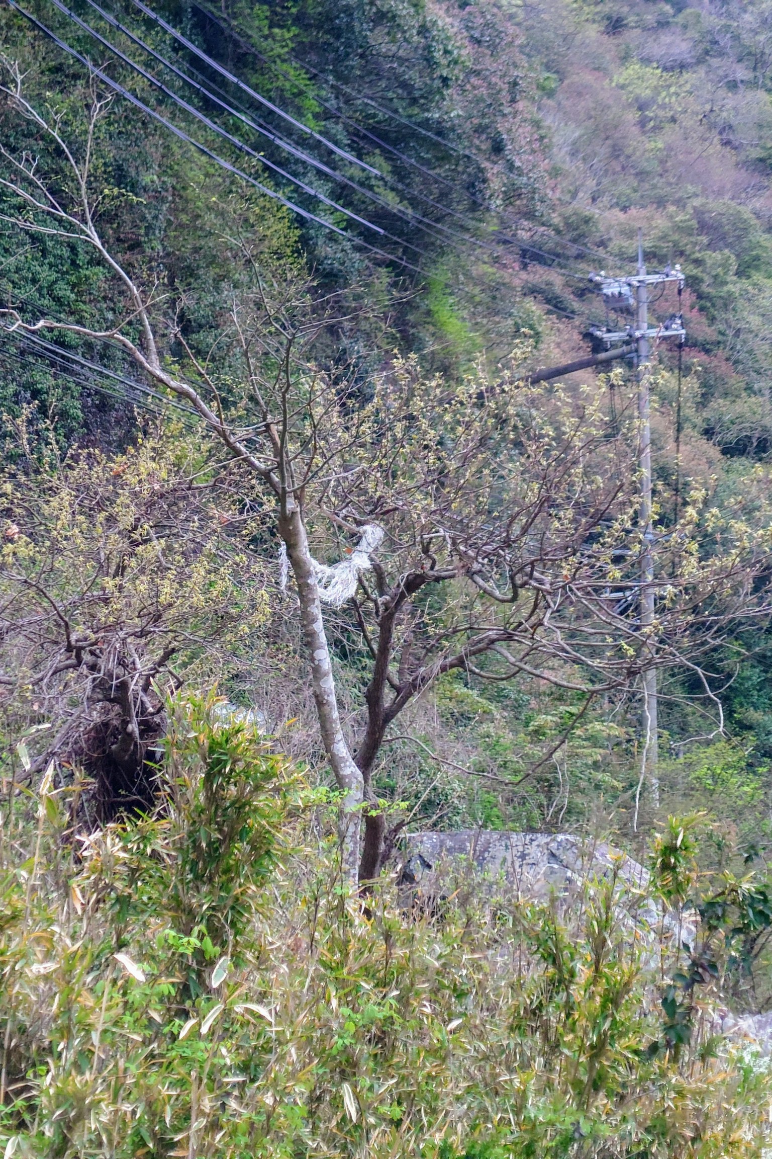 Immagine di un albero e di un palo della luce su un versante montuoso