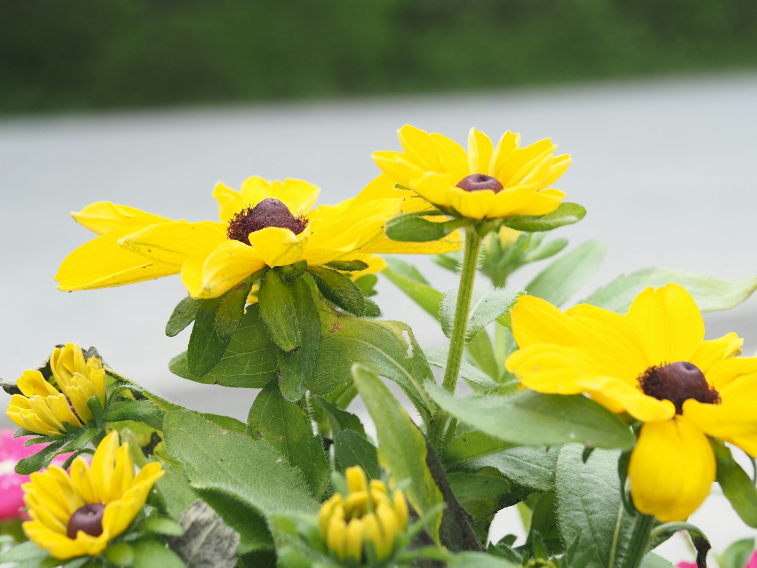 Close-up of yellow flowers with green leaves