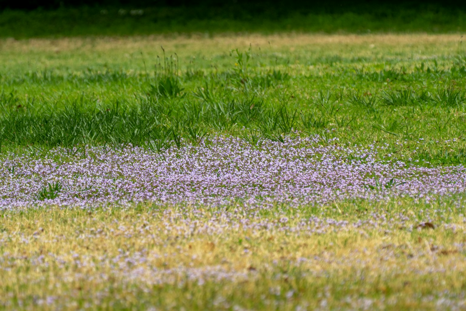 Area of purple flower petals scattered on a green lawn