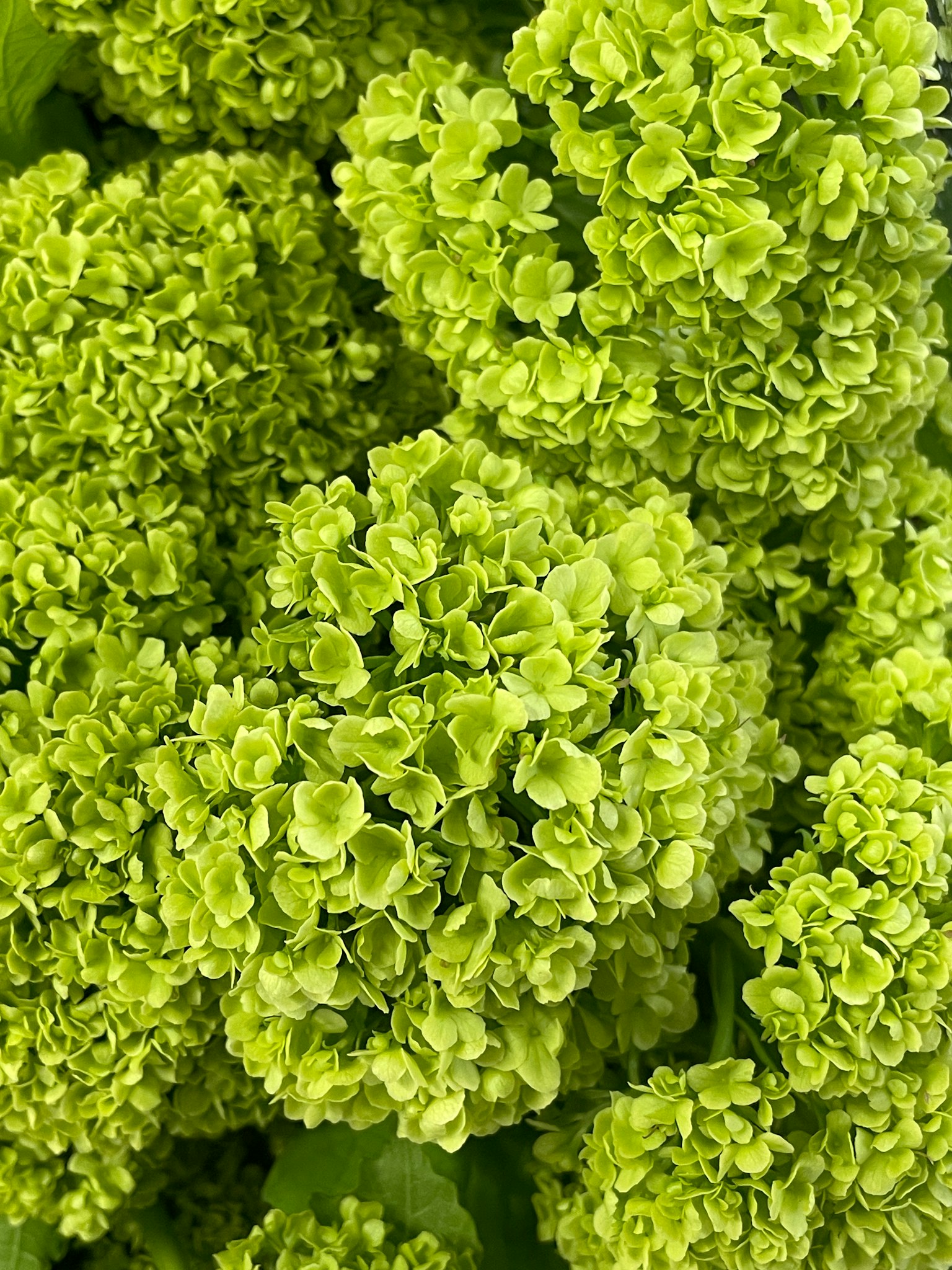 Primo piano di bellissimi fiori verdi raggruppati