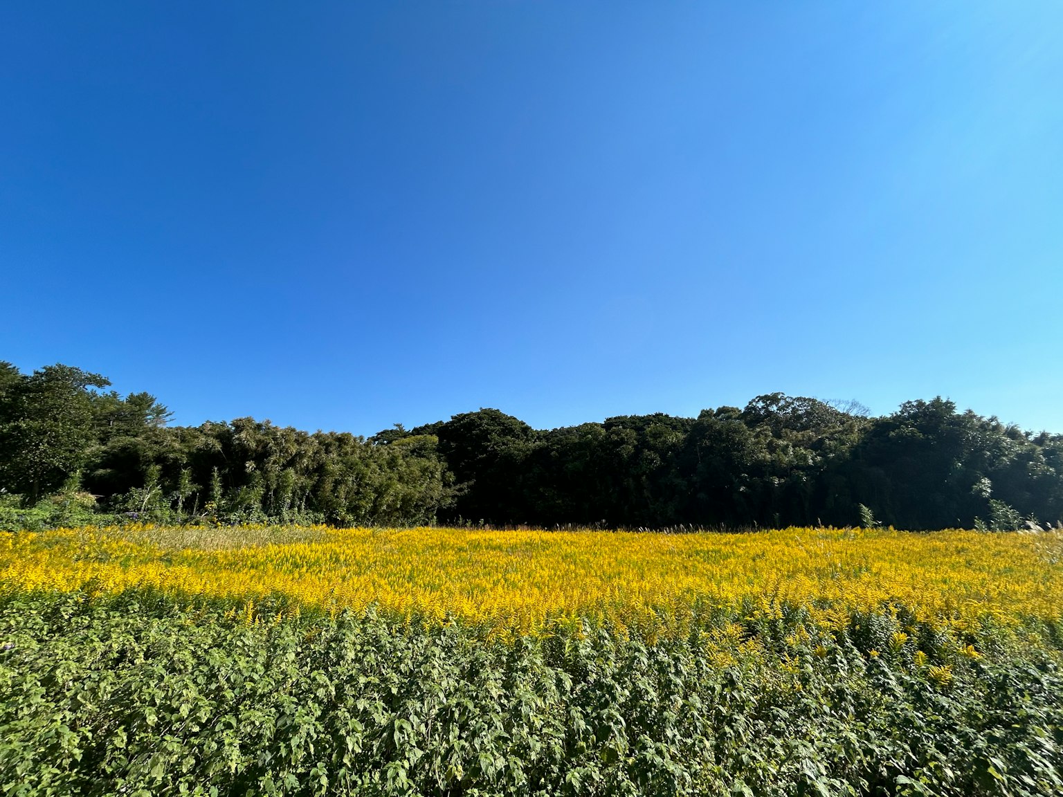 蓝天之下的黄色花田和绿色草地