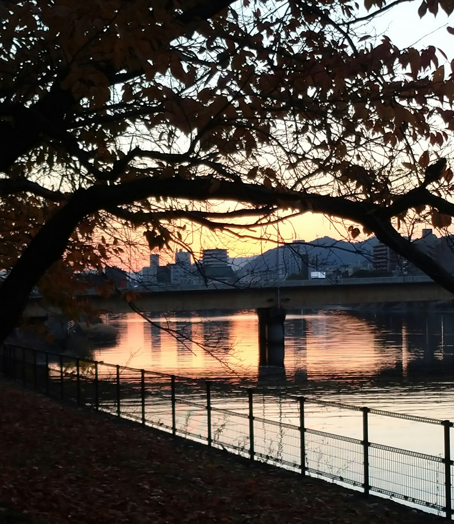 夕焼けの中の川と橋の風景 橋の反射が水面に映る 秋の葉が落ちた木が前景にある