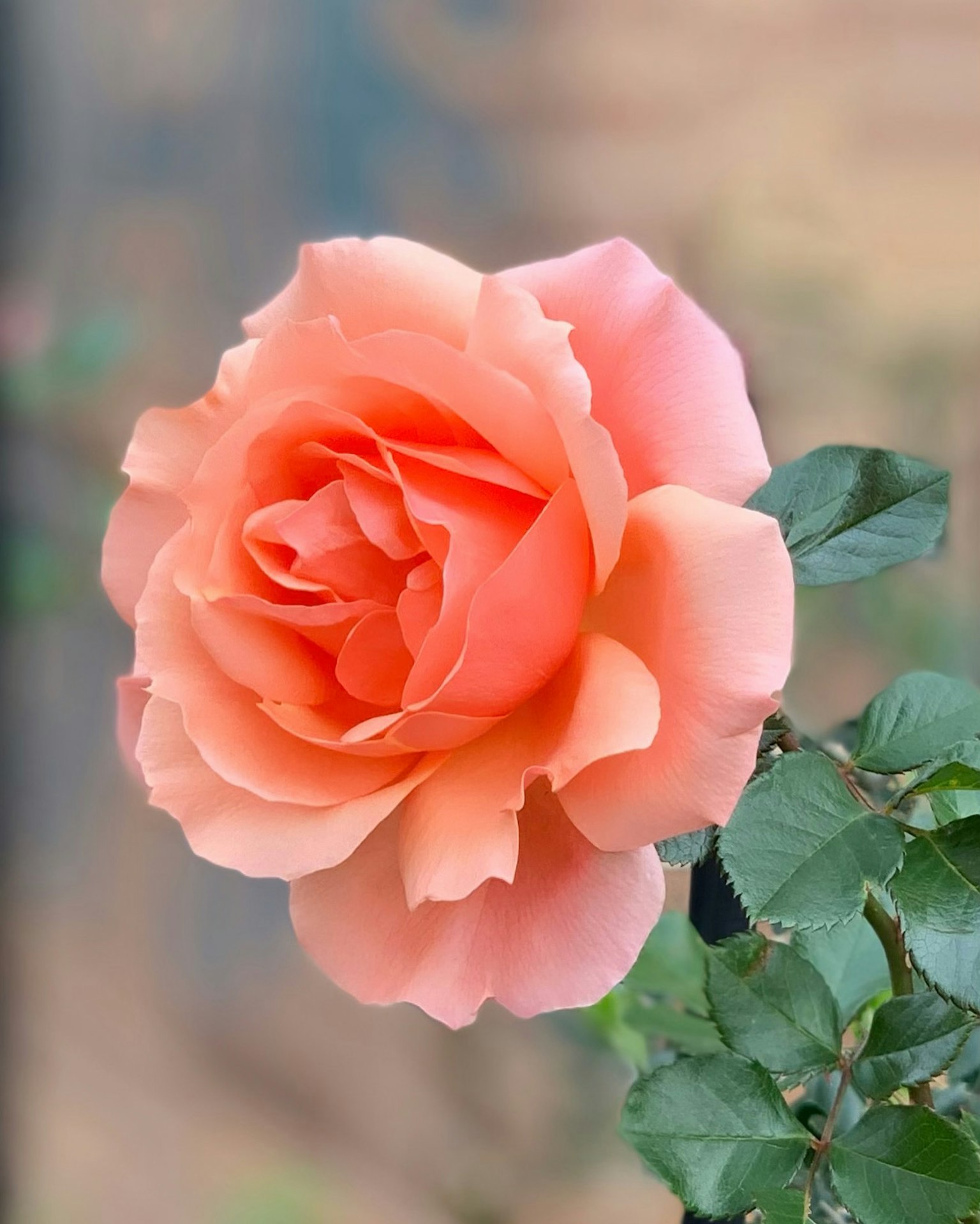 Eine schöne Pfirsichrose in voller Blüte