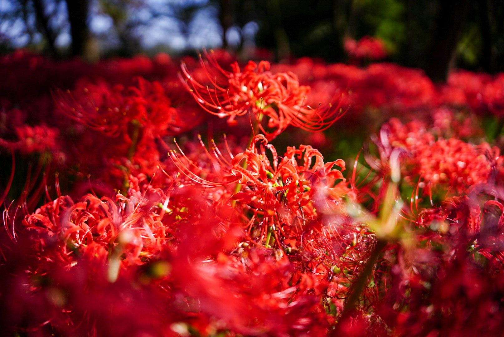 赤い彼岸花が群生する花畑