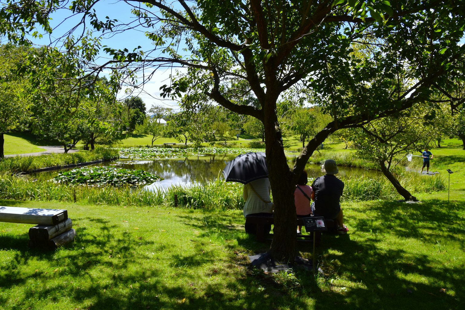 人們坐在樹下俯瞰郁郁蔥蔥的公園中的池塘