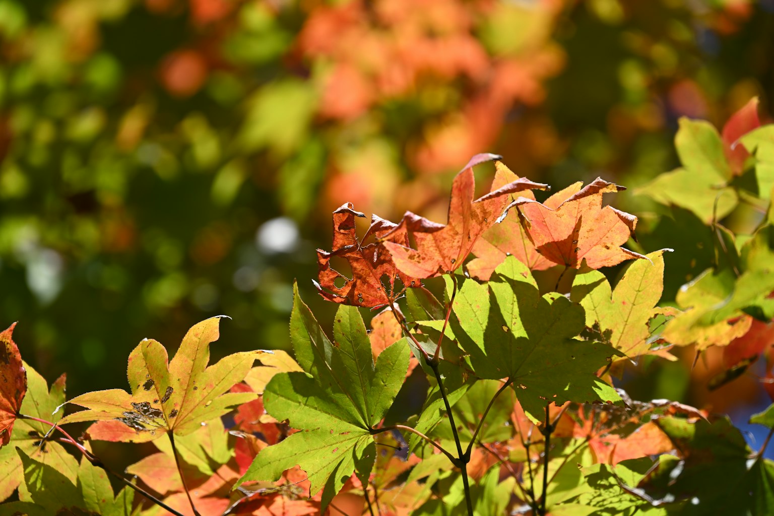 Colorful autumn leaves in a vibrant display