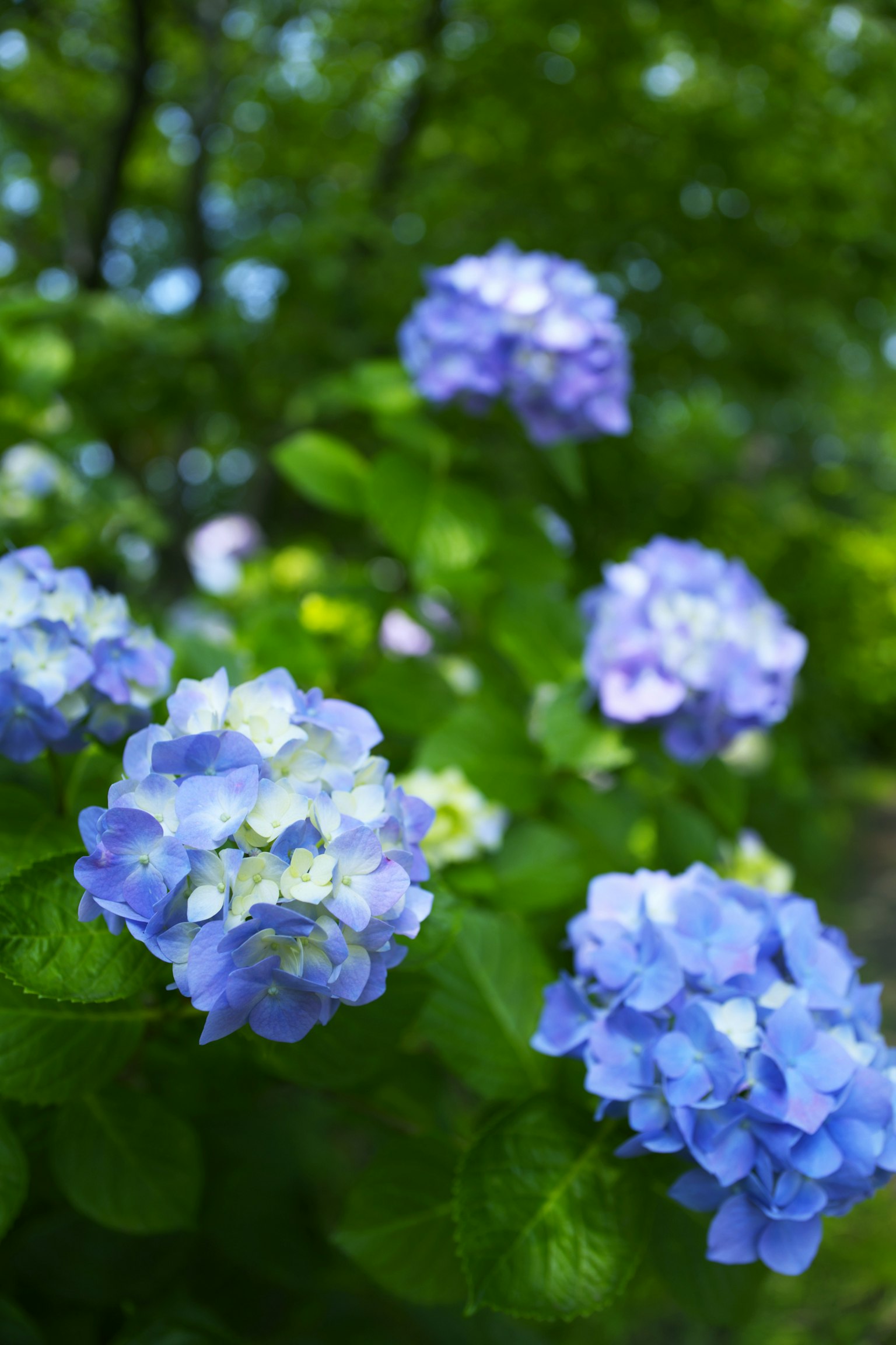 Fleurs d'hortensia bleues en fleurs avec un fond vert