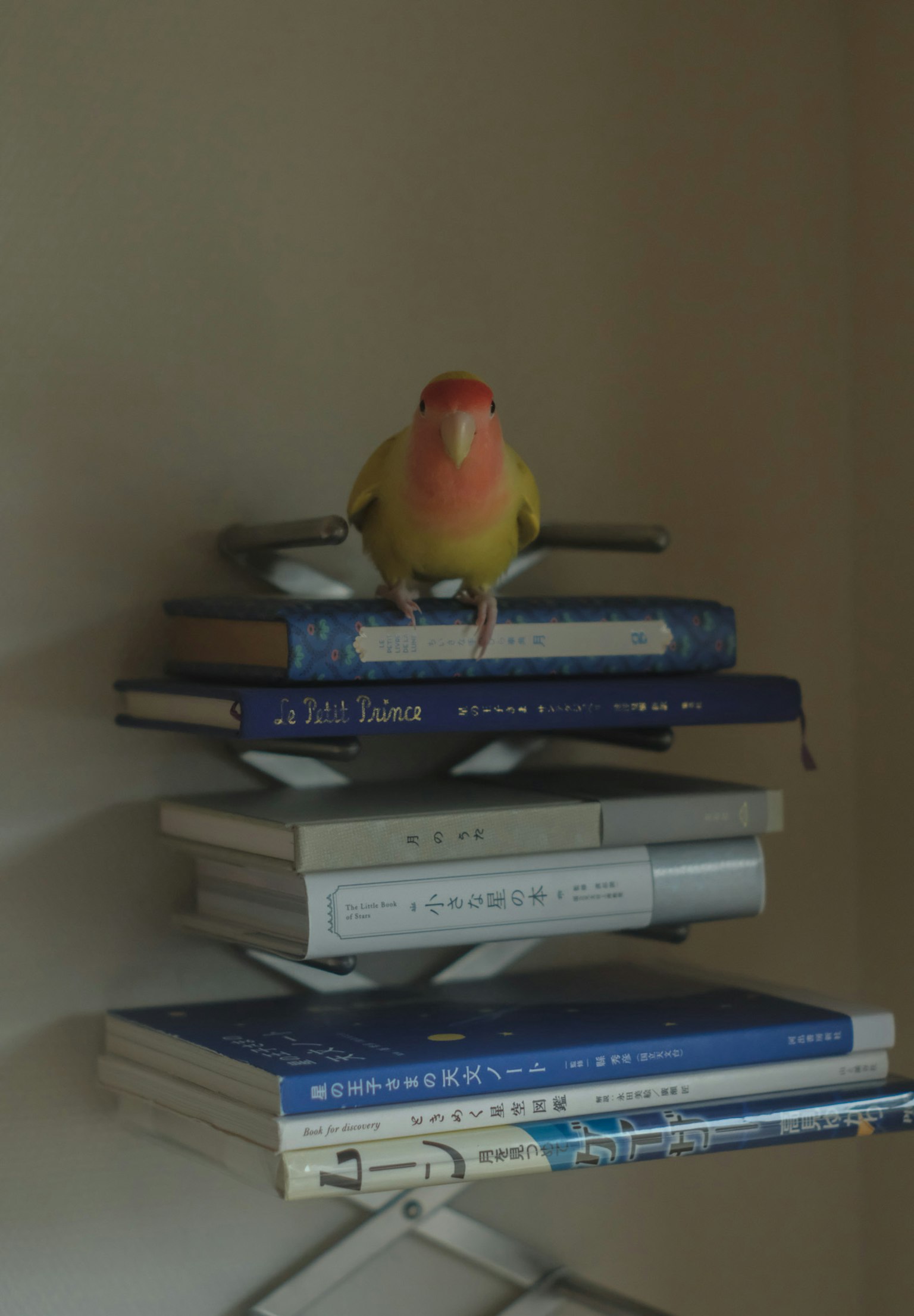 本の上に座っているカナリアのような鳥の画像