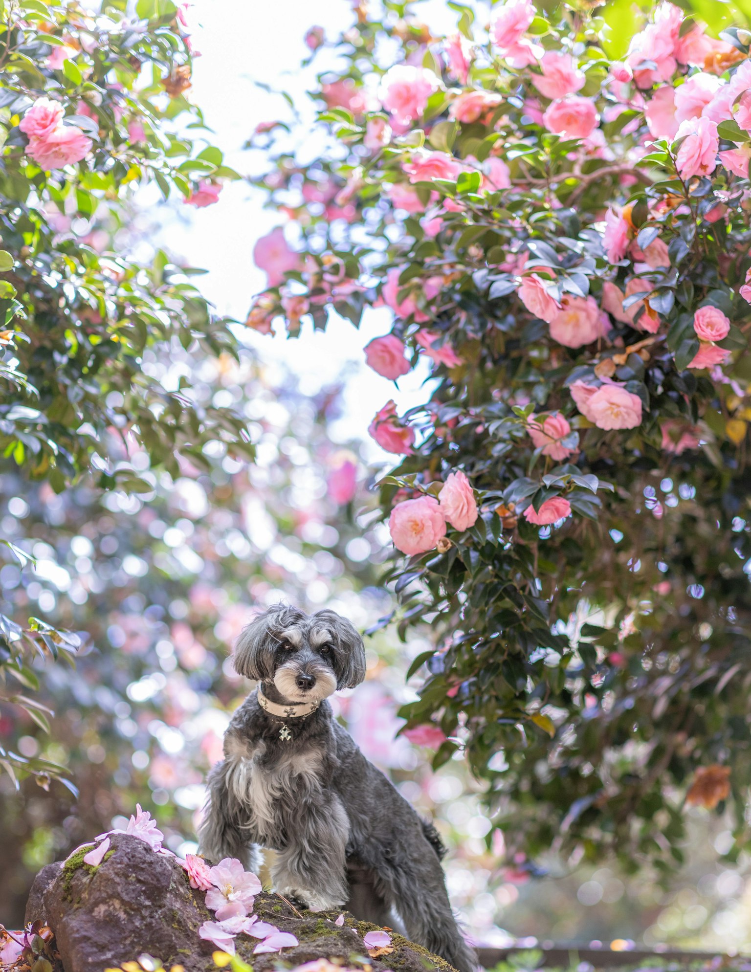 Un cane seduto tra fiori rosa in fiore