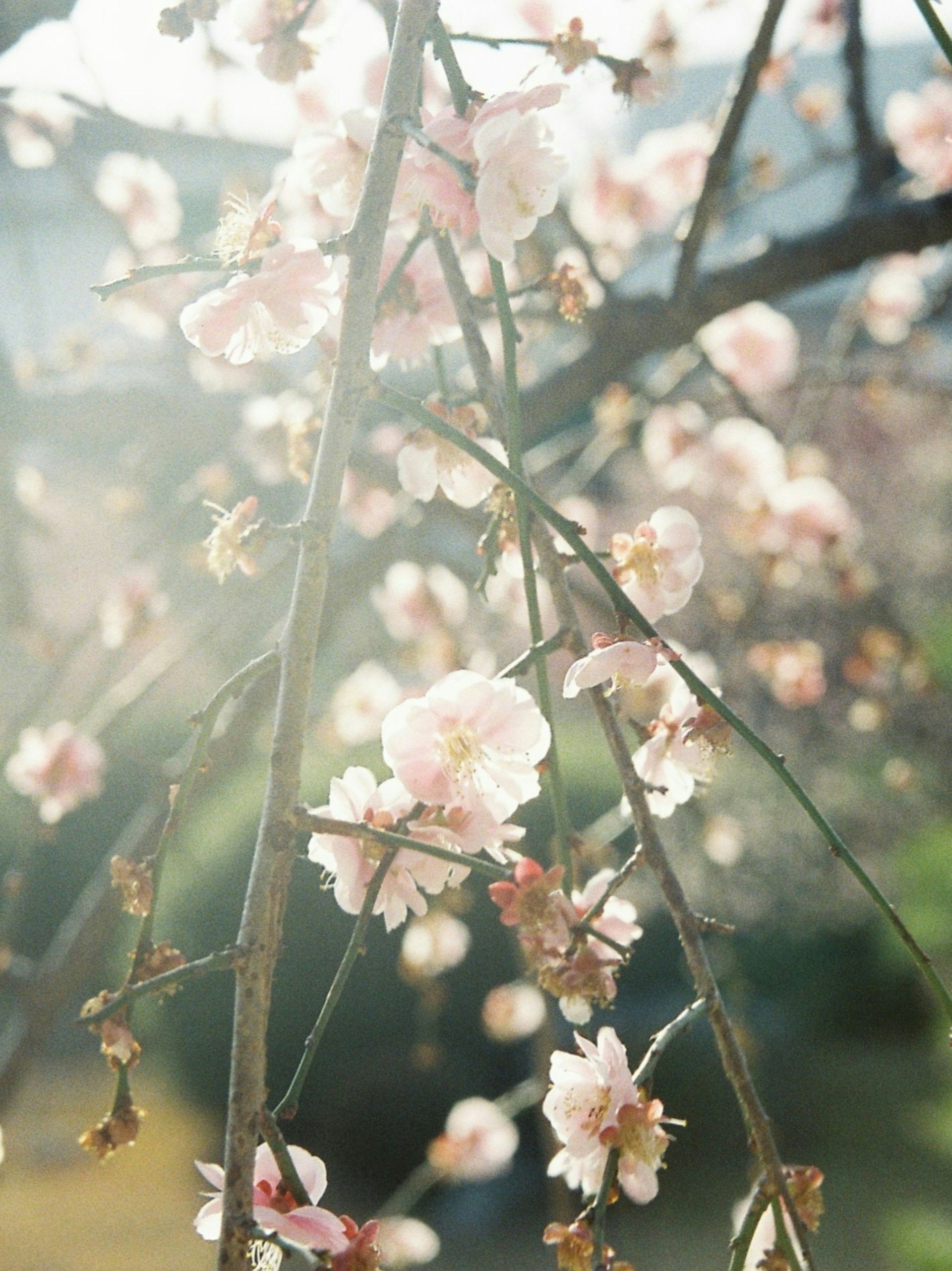 枝に咲く桜の花と春の柔らかな光