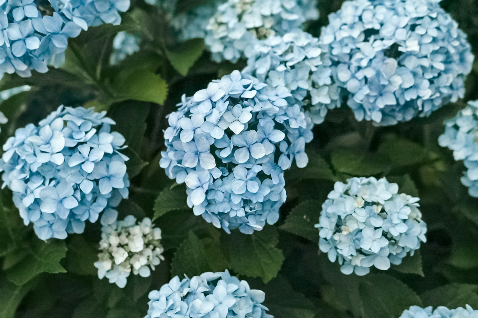 ดอกไฮเดรนเยียสีน้ำเงินกลุ่มหนึ่งล้อมรอบด้วยใบเขียวชอุ่ม