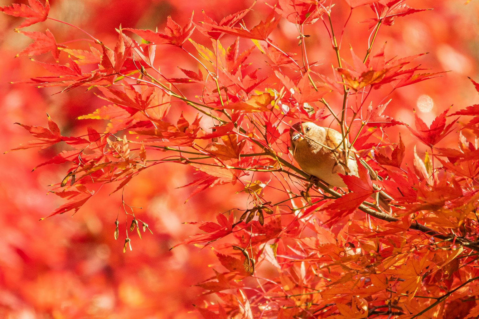 一隻小鳥栖息在鮮豔的紅楓葉之間