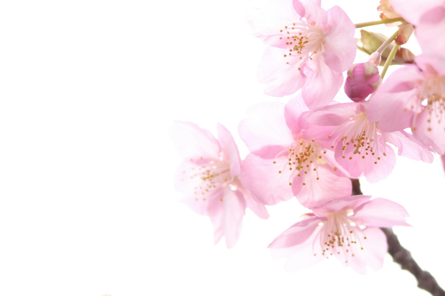 桜の花が淡いピンク色で咲いている様子