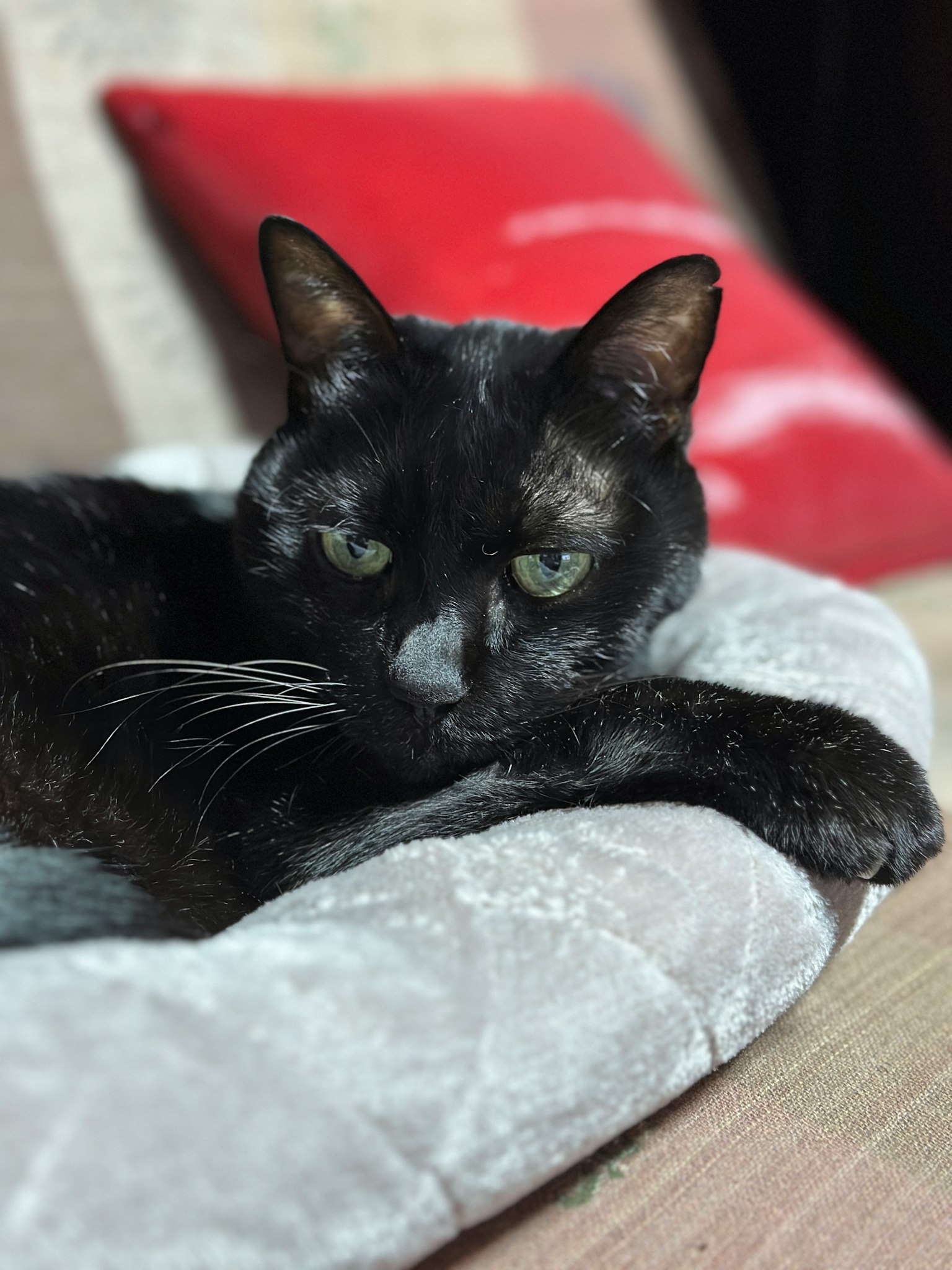 Un chat noir se reposant sur un coussin