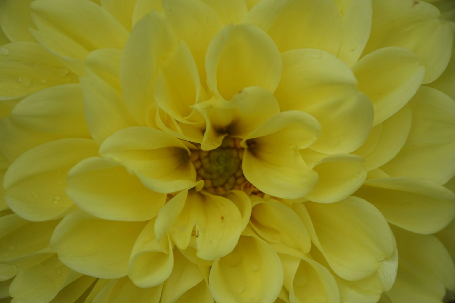 Close-up bunga dahlia kuning yang cerah