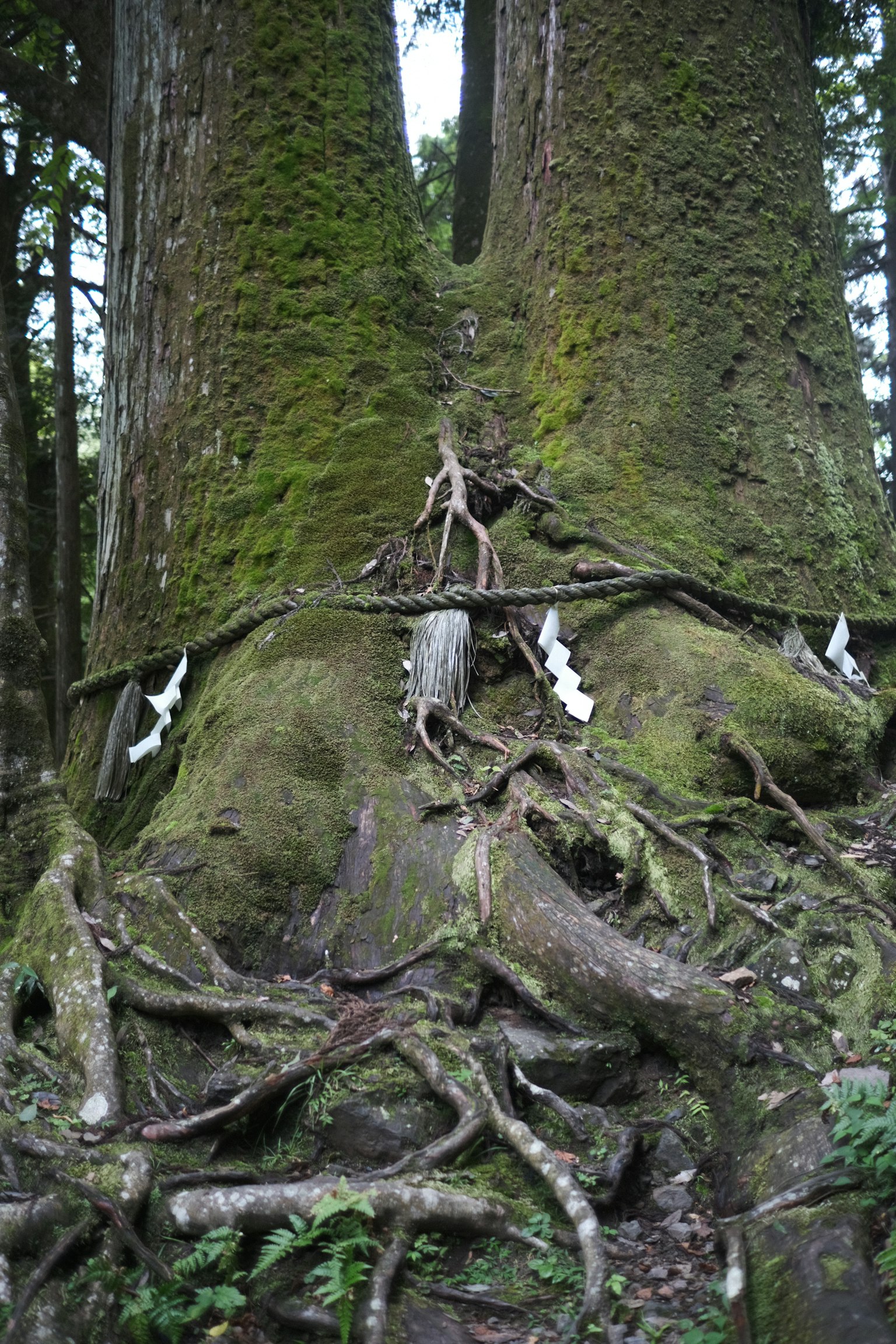 Close-up of the base of two large trees with moss-covered trunks and visible roots adorned with white flowers