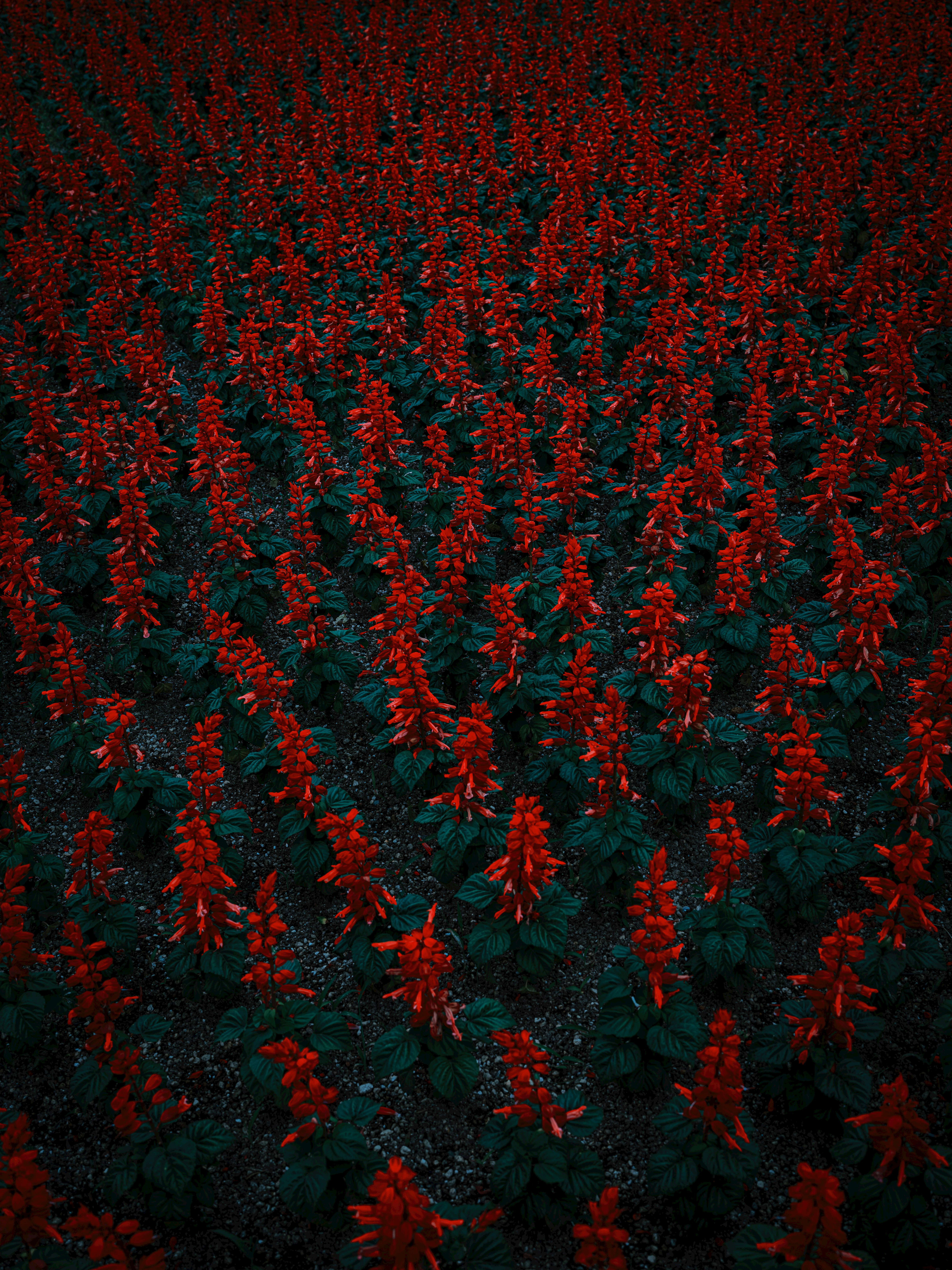 photo-liIStDSUBuDVH7gWxtSq-image
