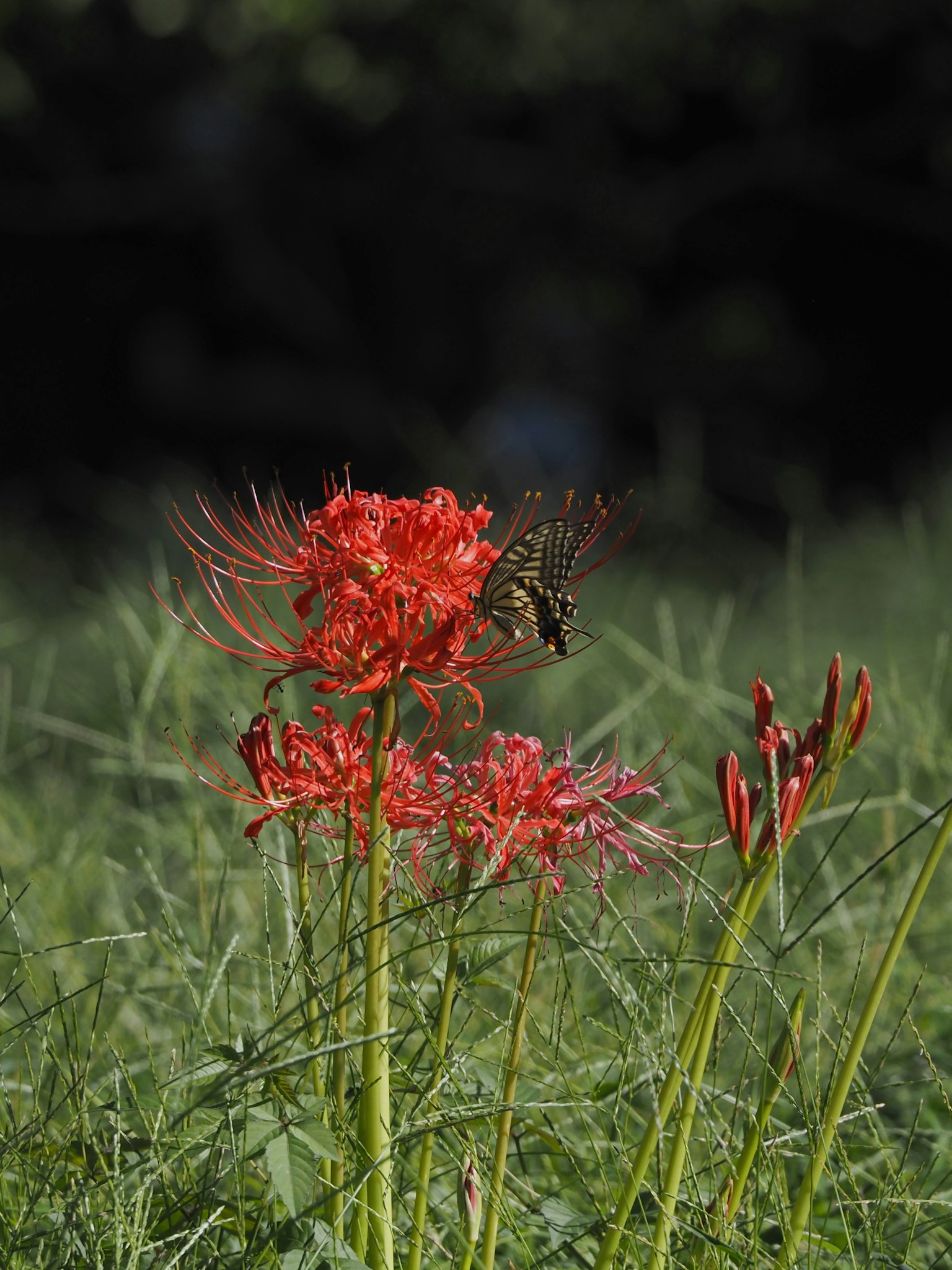 Bunga lily merah dengan kupu-kupu yang melayang di dekatnya