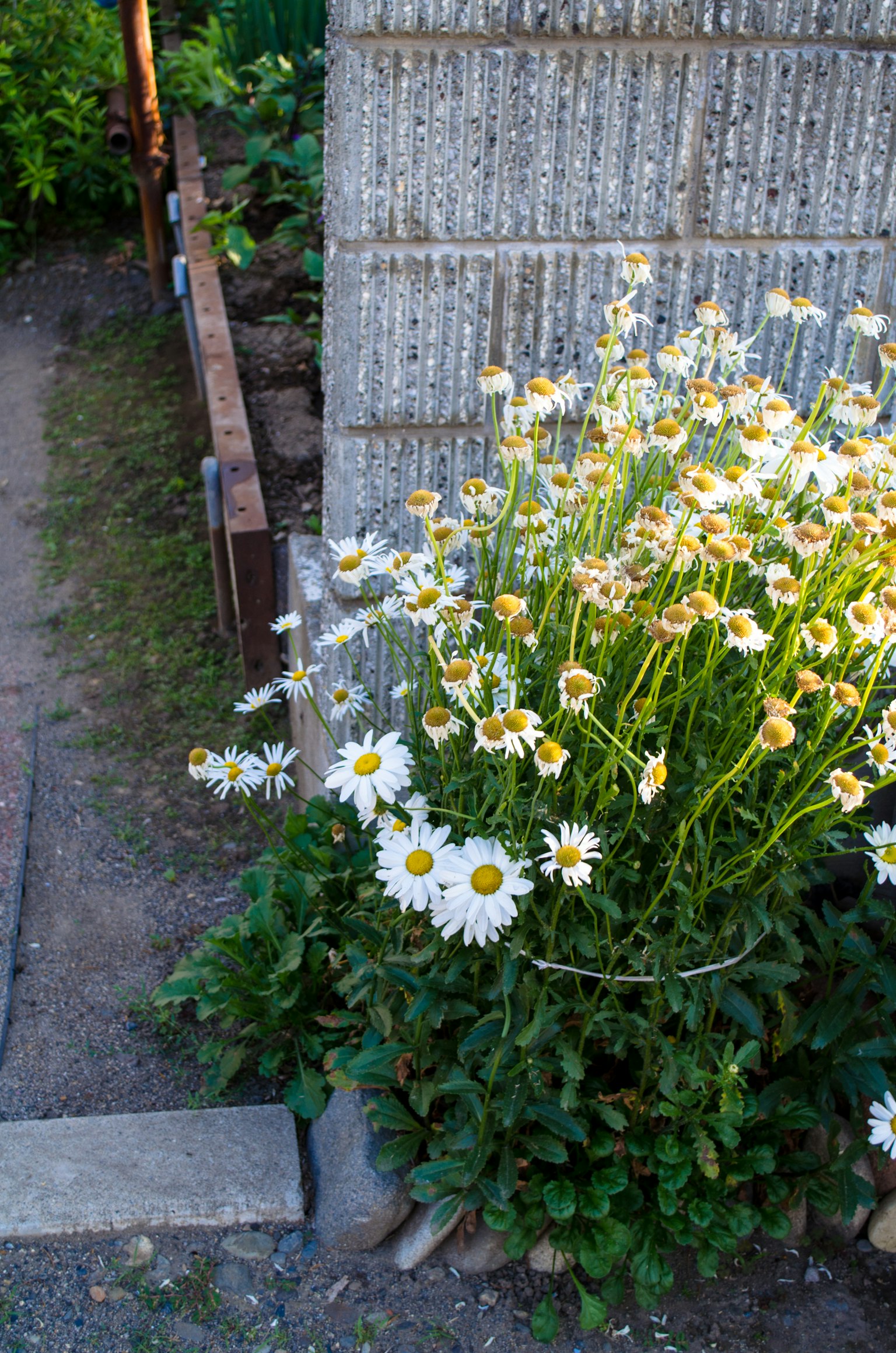 A cluster of white daisies blooming beside a concrete wall