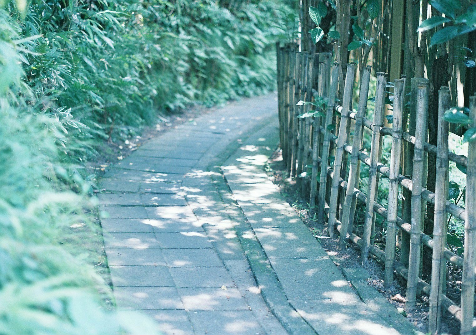 竹の柵と並木の小道