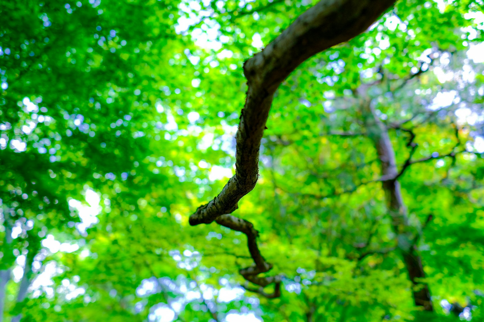 長滿青苔的彎曲樹枝與茂密綠葉的森林景
