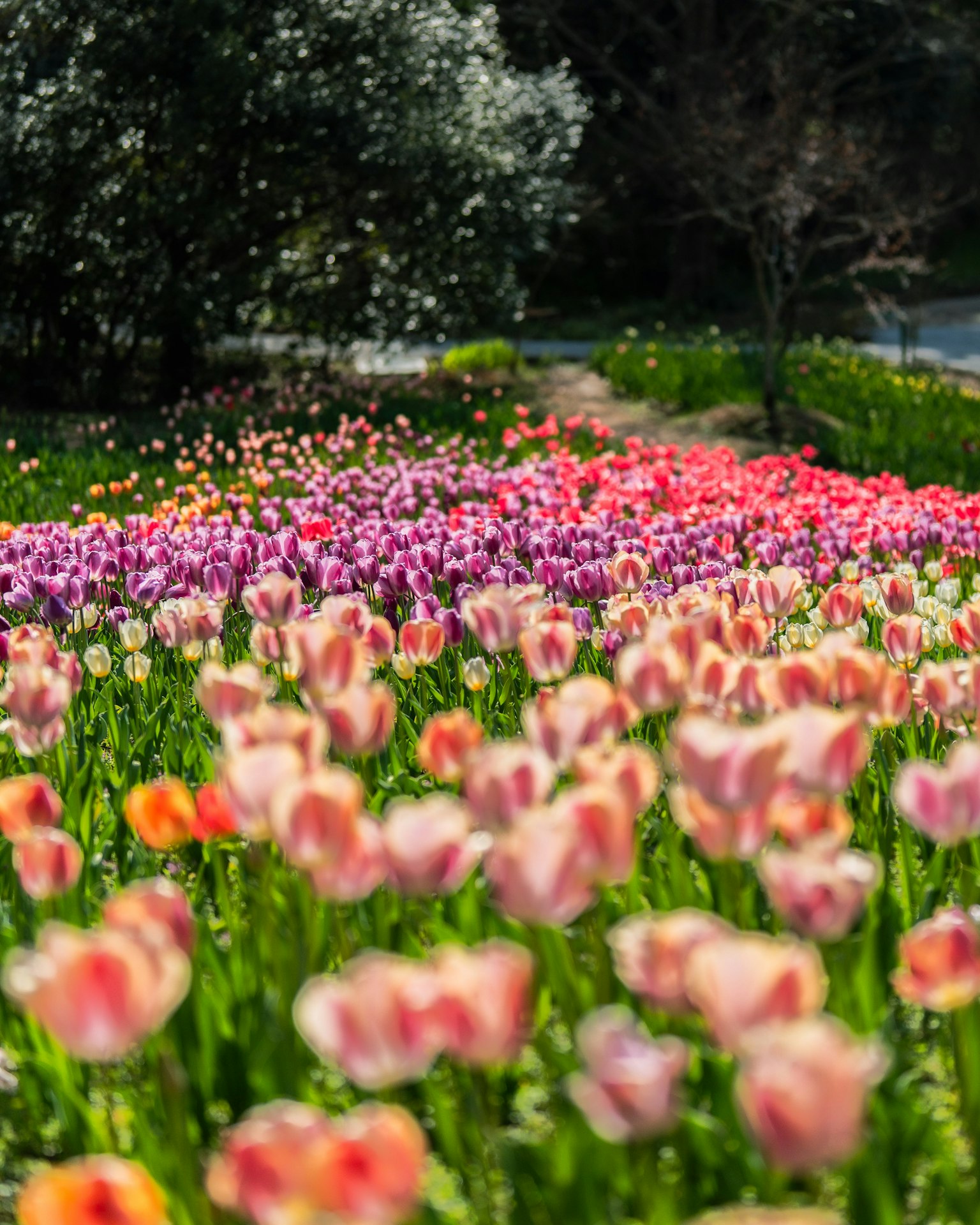 Một cánh đồng hoa đẹp đầy tulip màu sắc