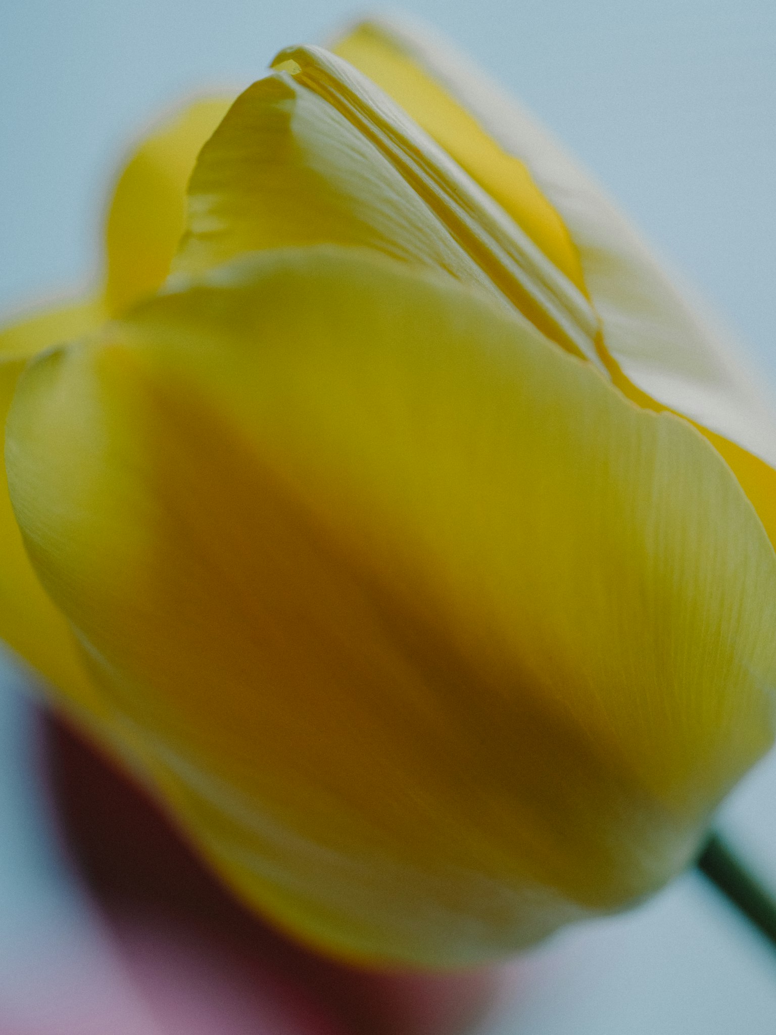 Soft yellow tulip petals with a gentle curve
