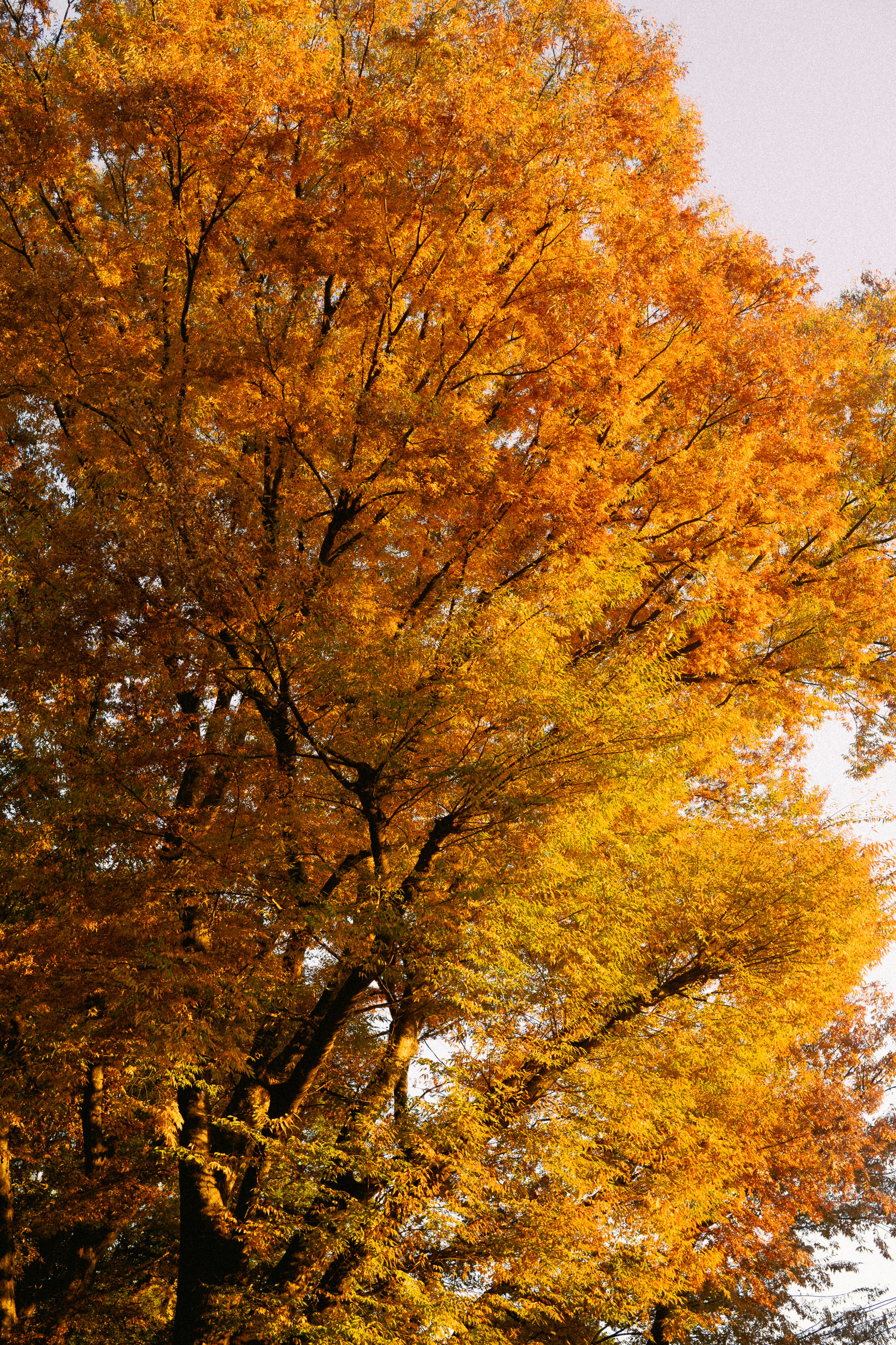 alberi di acero con foglie autunnali vivaci