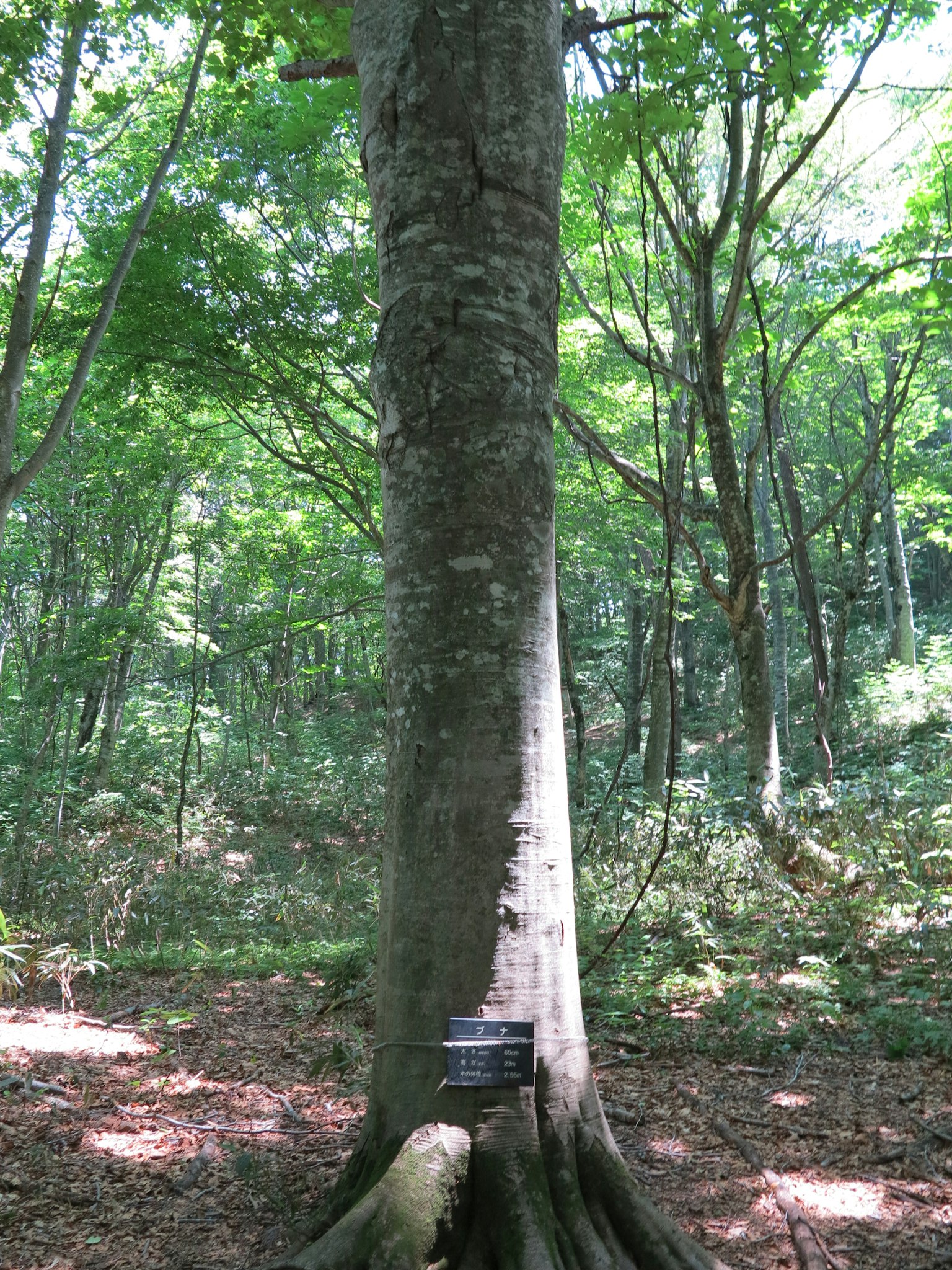 Un grand arbre dans une forêt verdoyante avec un panneau à sa base