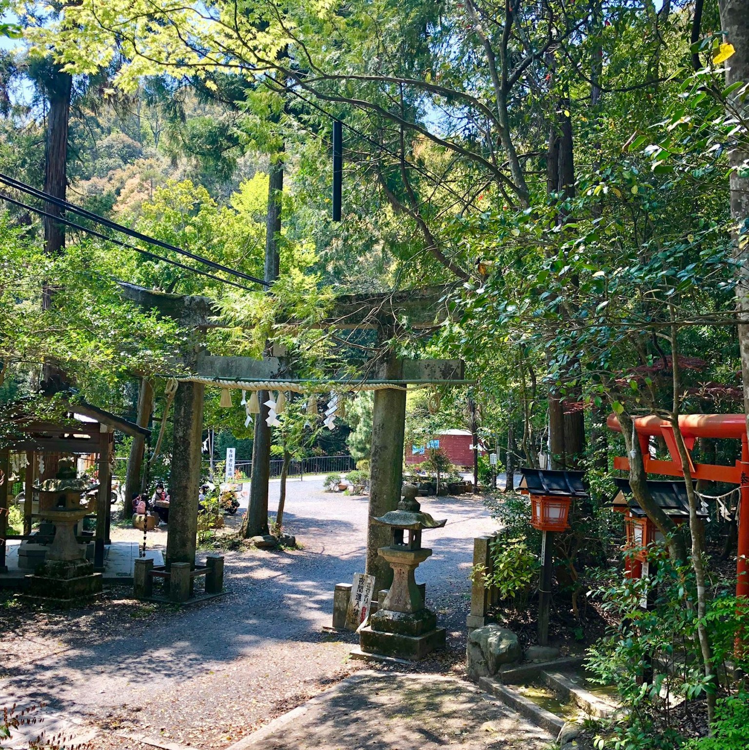Pathway with a torii gate and stone lanterns in a lush green forest