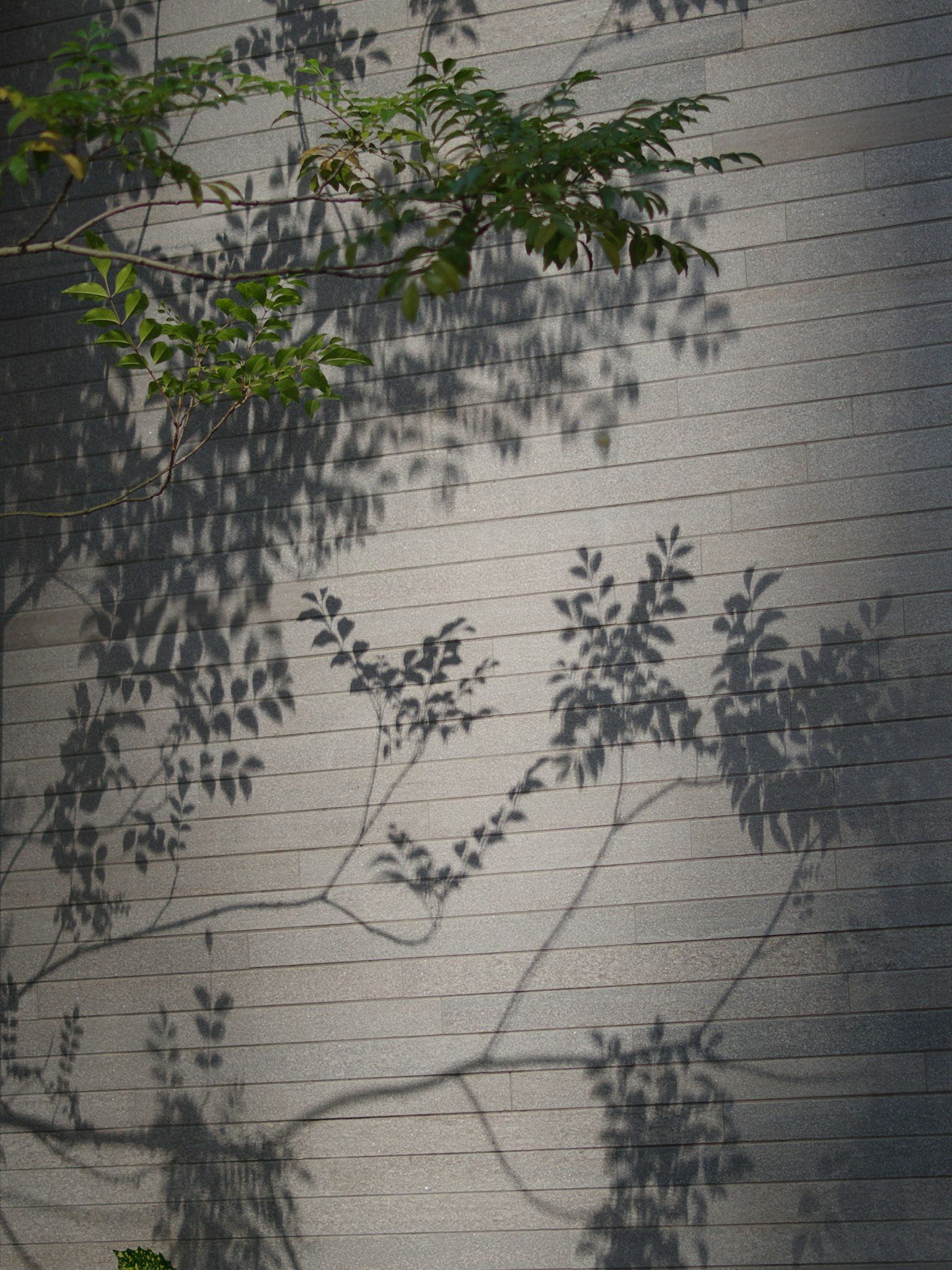 Ombres de feuilles projetant de belles silhouettes sur un mur