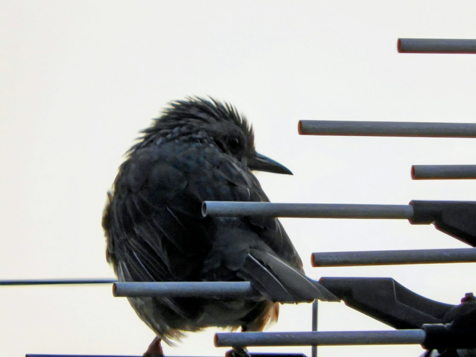 Un uccello nero appollaiato su un'antenna