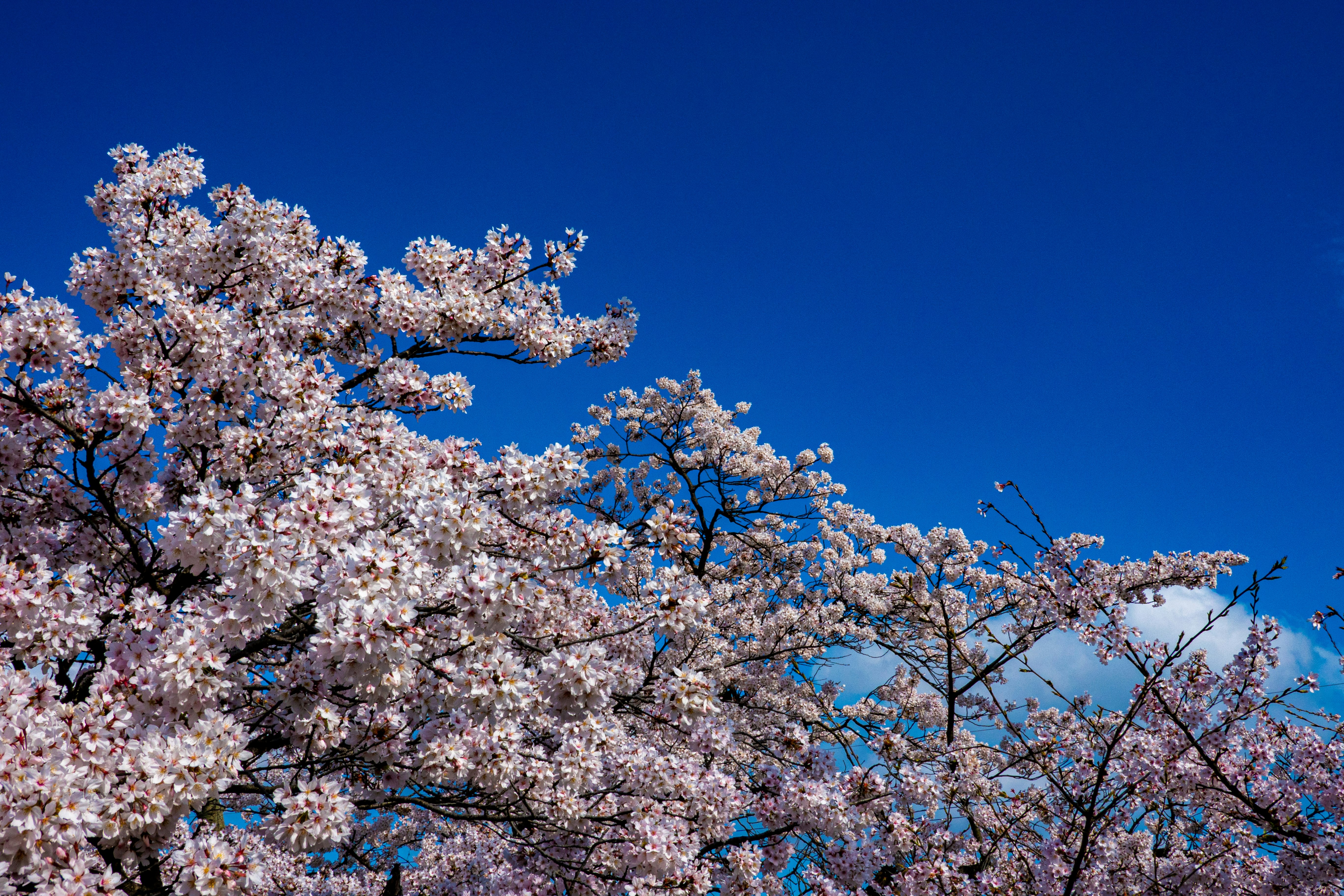 branches de cerisier en fleurs sur un ciel bleu