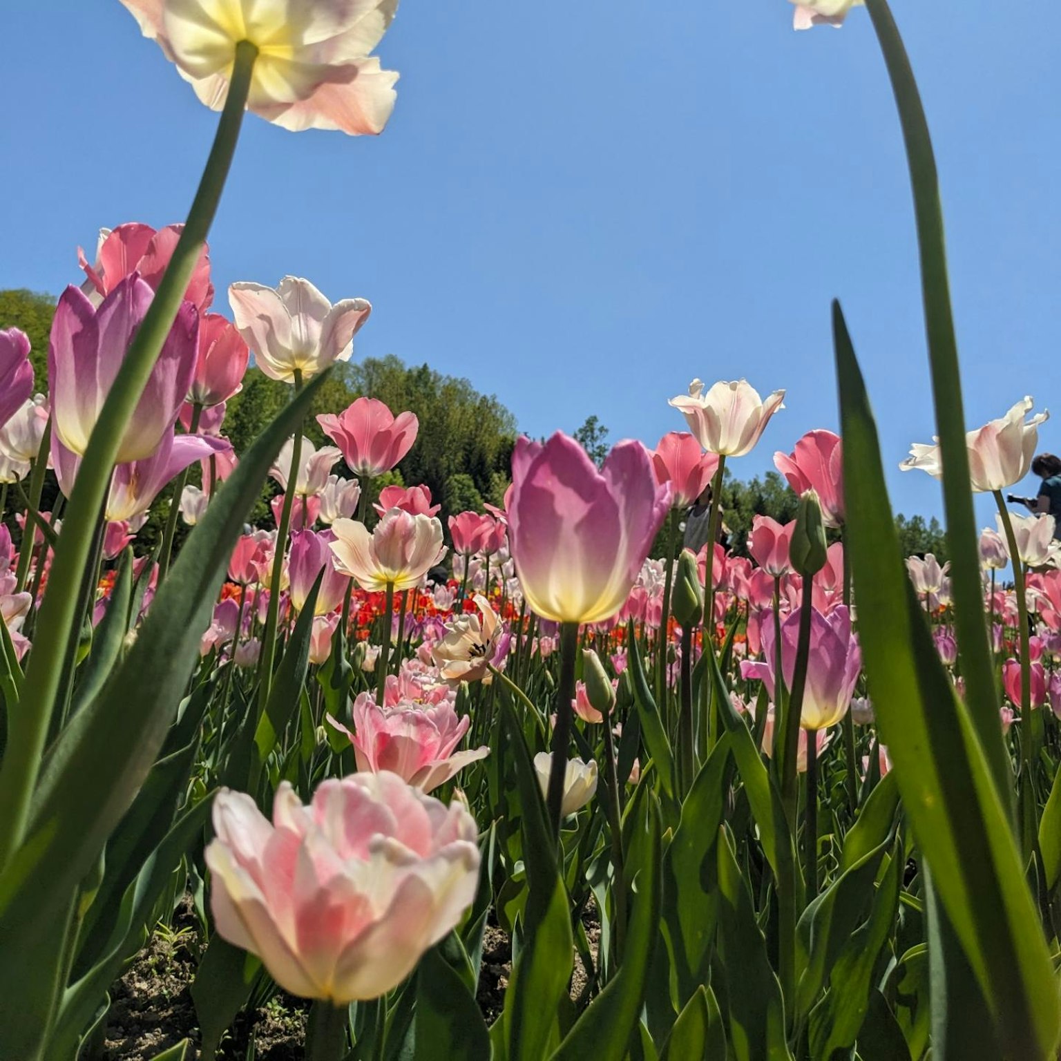 Campo de tulipanes coloridos bajo un cielo azul claro