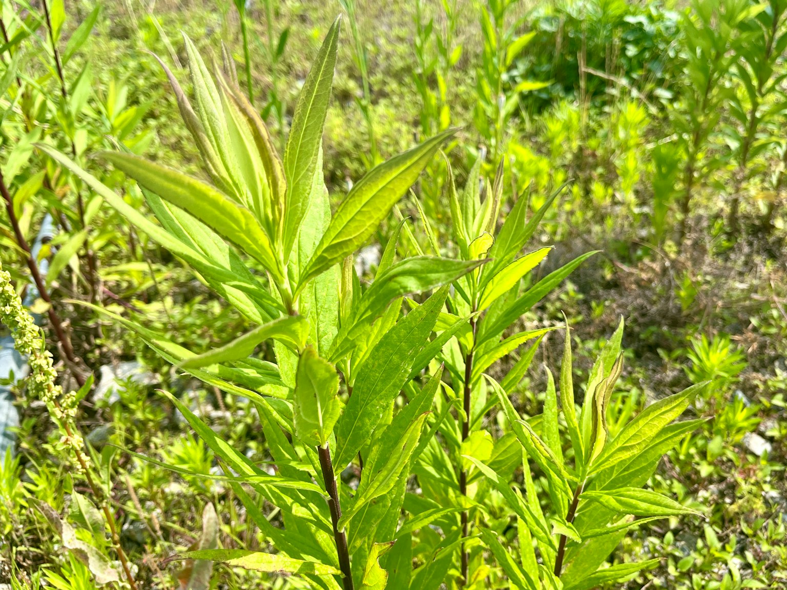 Piante verdi che crescono sotto un cielo blu
